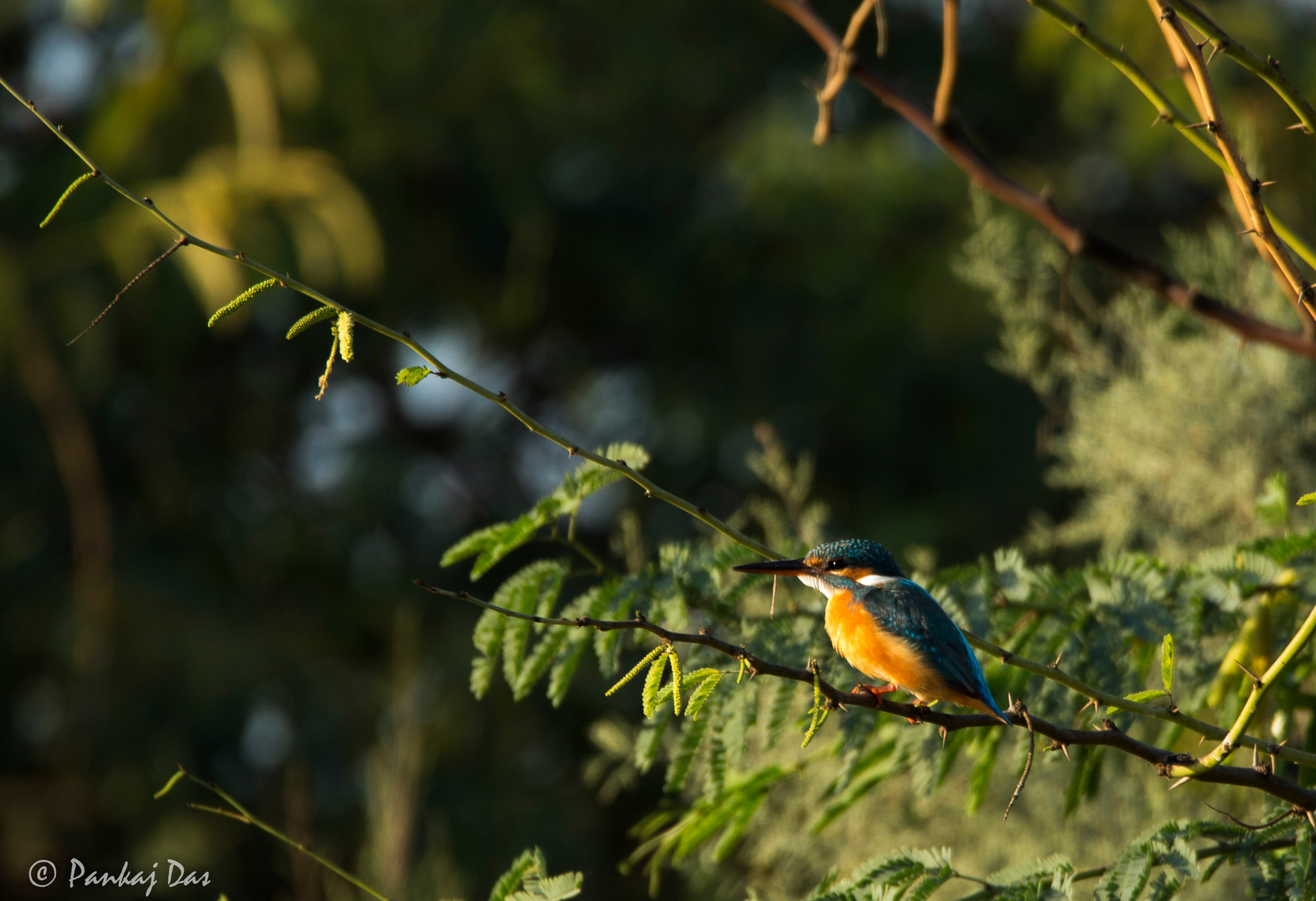 Canon EOS 700D (EOS Rebel T5i / EOS Kiss X7i) + Canon EF 100-400mm F4.5-5.6L IS II USM sample photo. Kingfisher...!!! photography