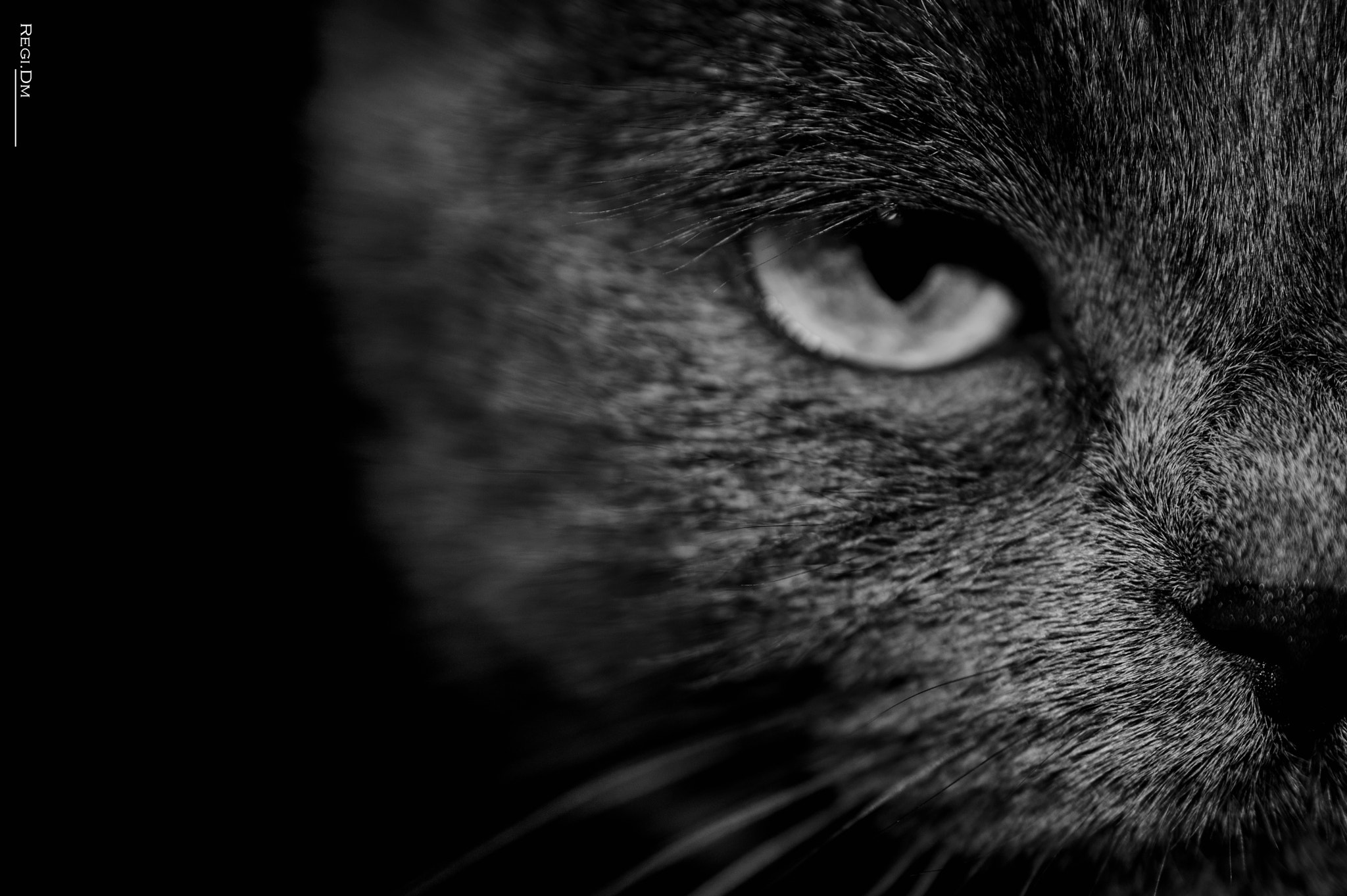 Nikon AF-S DX Micro Nikkor 40mm F2.8 sample photo. In every cat lives a puma photography