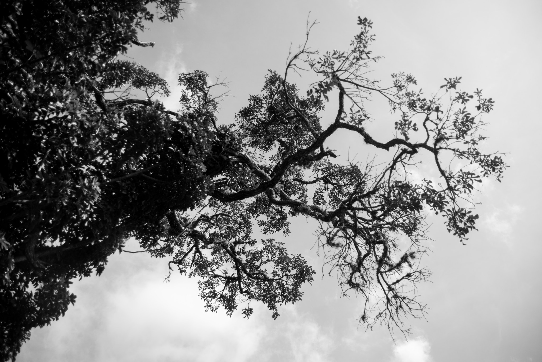 Nikon D40X sample photo. Tree photography
