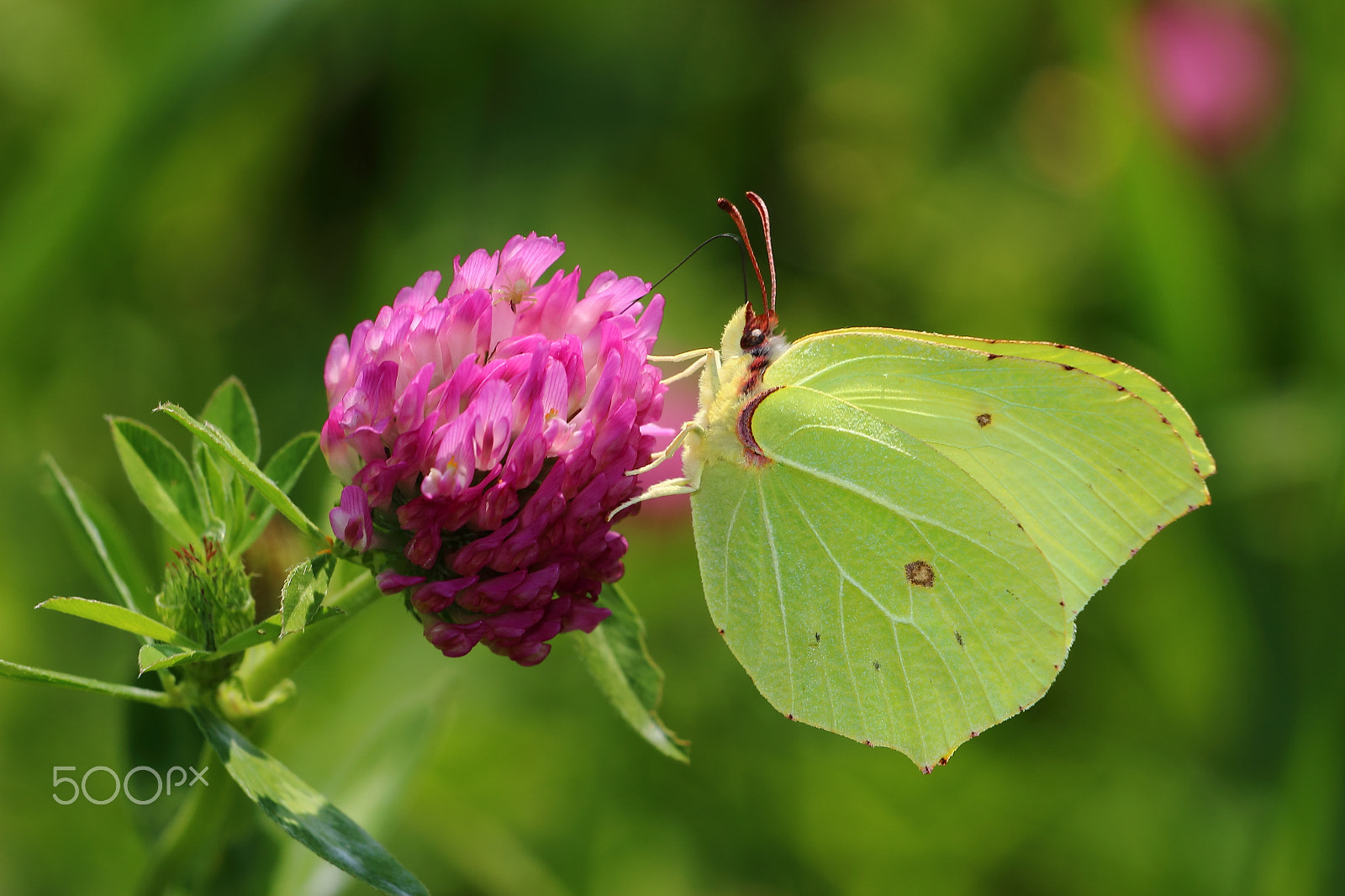 Canon EOS 600D (Rebel EOS T3i / EOS Kiss X5) + Canon EF 70-200mm F4L USM sample photo. Butterfly - common brimstone on clovers flower photography