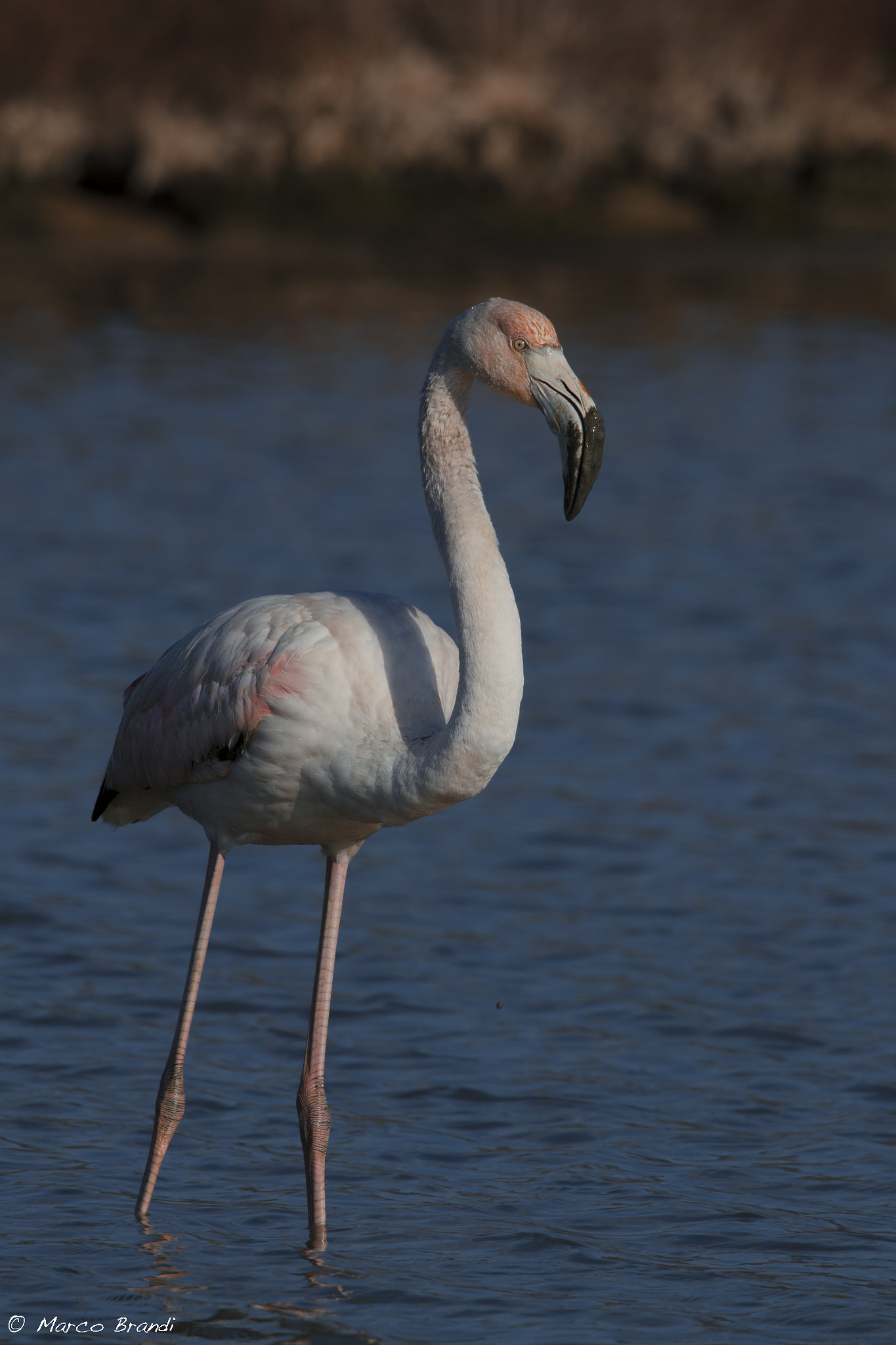 Sigma 150-600mm F5-6.3 DG OS HSM | S sample photo. Fenicottero rosa - greater flamingo photography