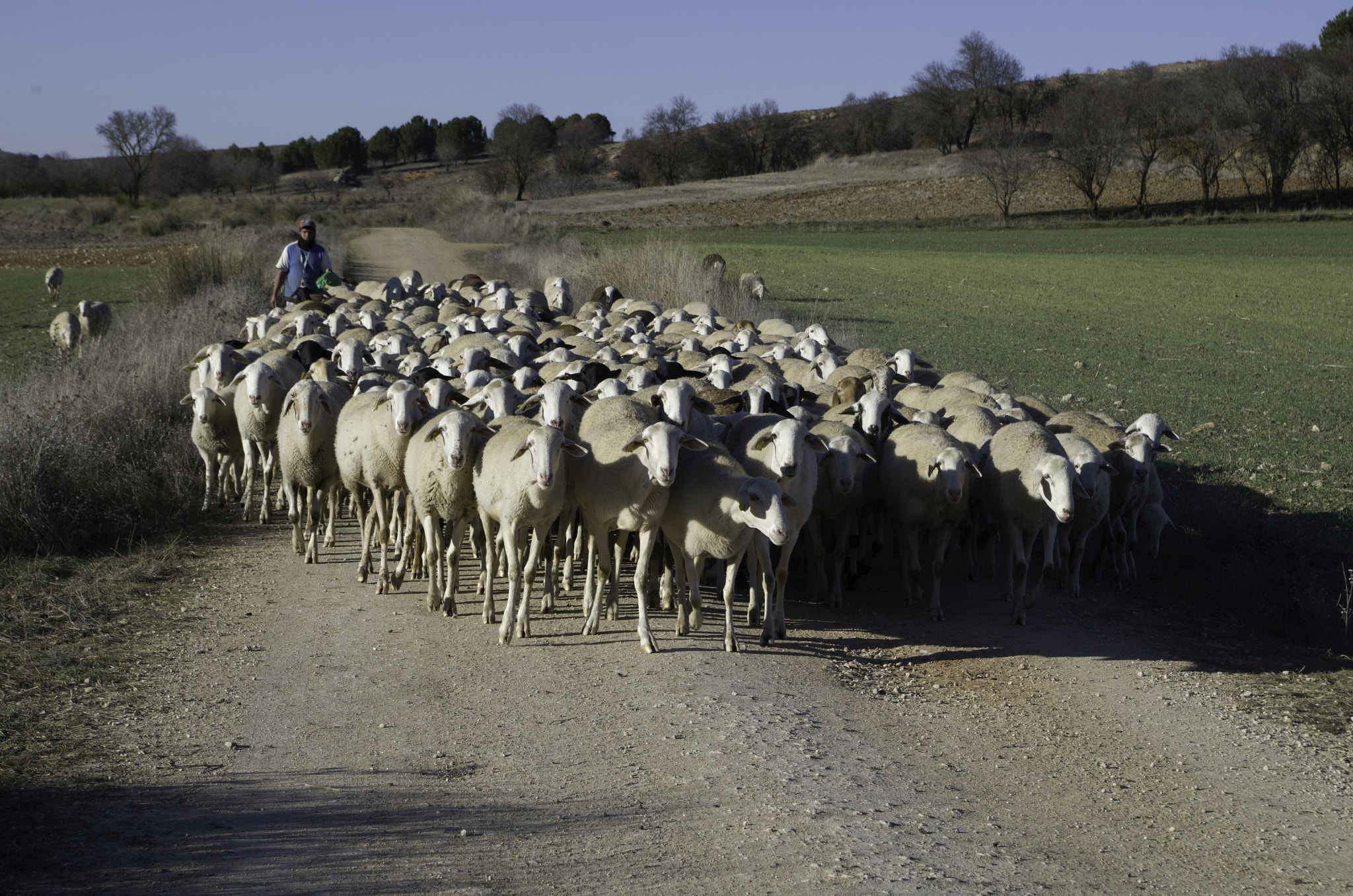 Pentax K-500 sample photo. Excellent flock of sheep photography