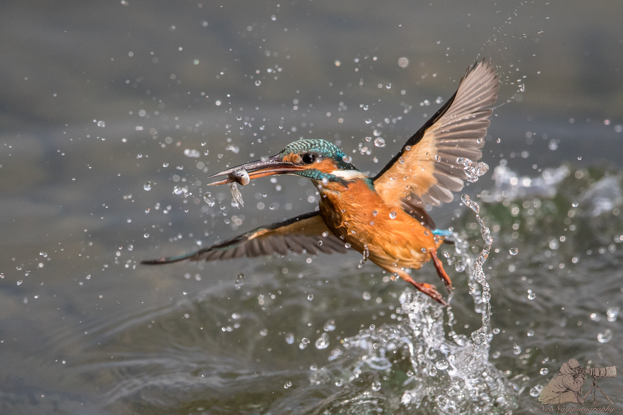Canon EF 600mm F4L IS II USM sample photo. Common kingfisher shining photography
