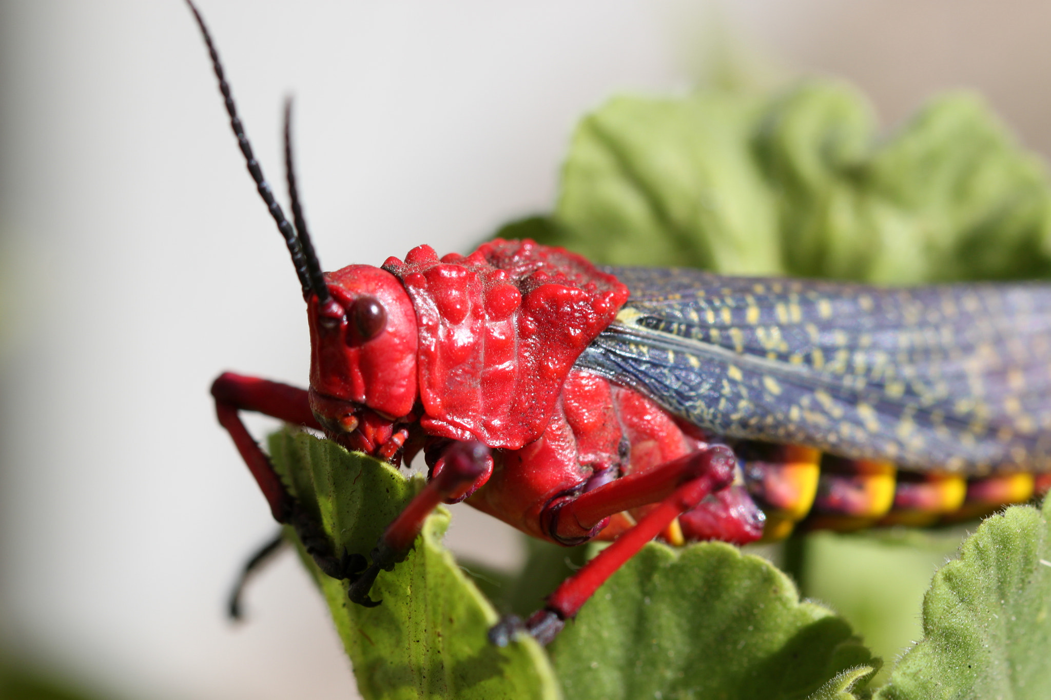 Canon EF 100mm F2.8 Macro USM sample photo. Grasshopper photography