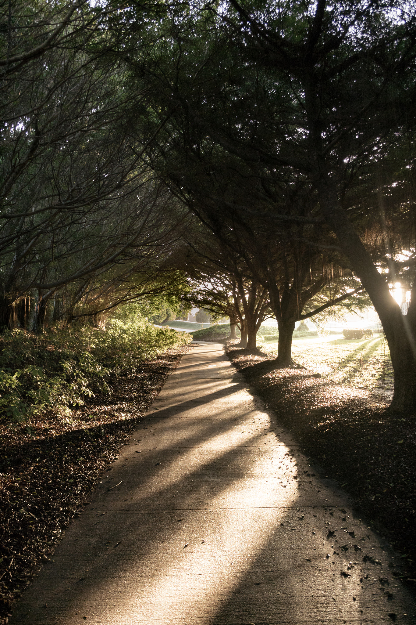 Nikon 1 V3 sample photo. Sunset walk photography