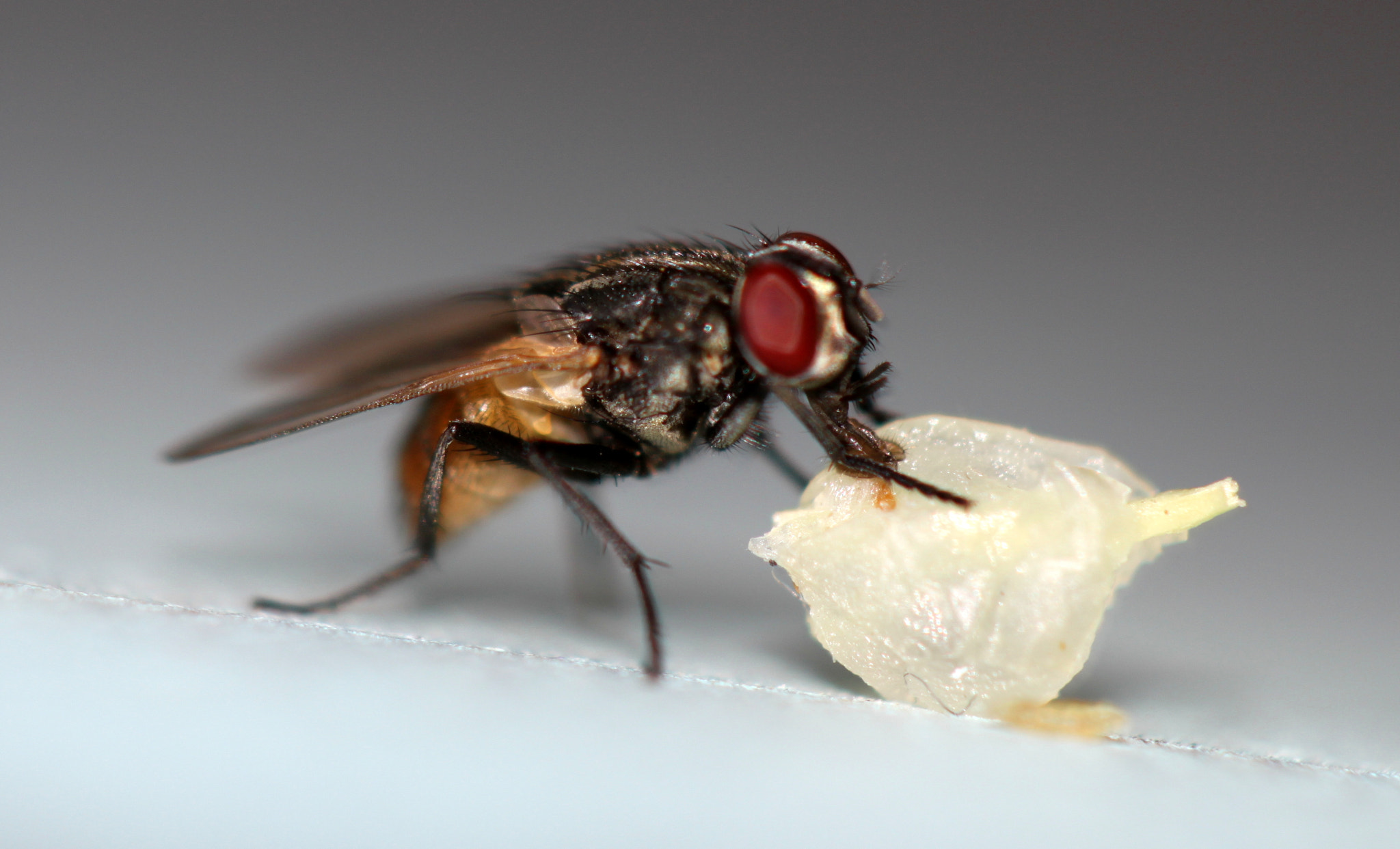Canon EF 100mm F2.8 Macro USM sample photo. Fly feast photography