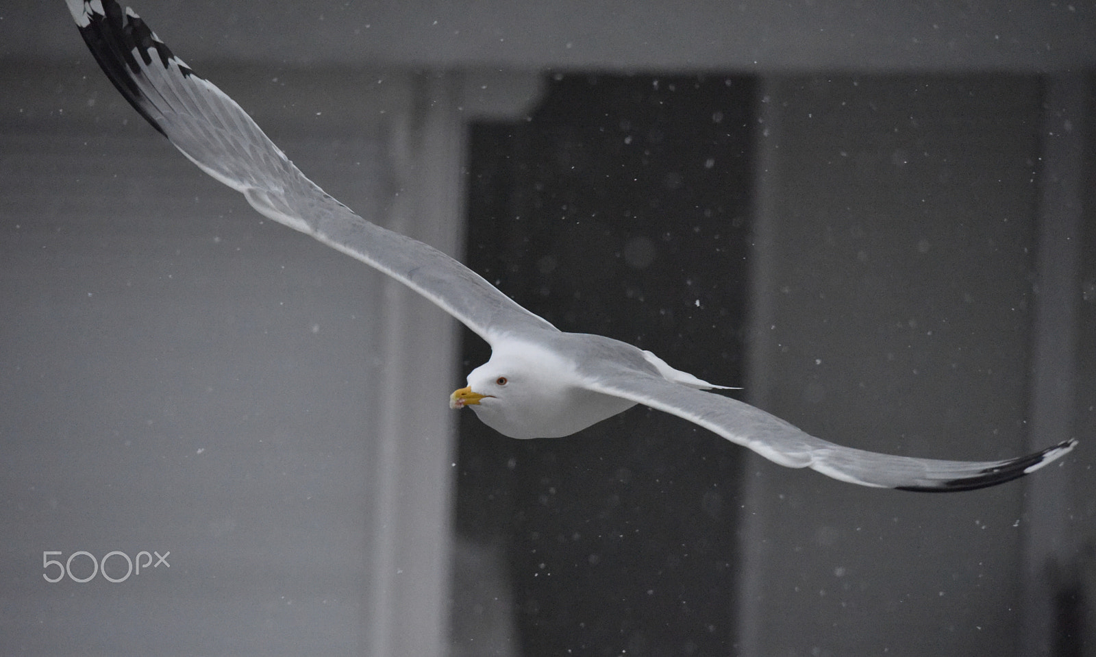 Sigma 150-500mm F5-6.3 DG OS HSM sample photo. Seagull photography