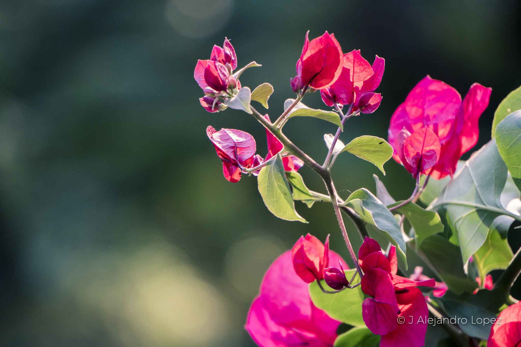 Sony a6300 + Sony E 55-210mm F4.5-6.3 OSS sample photo. Bells natural 2-1 photography