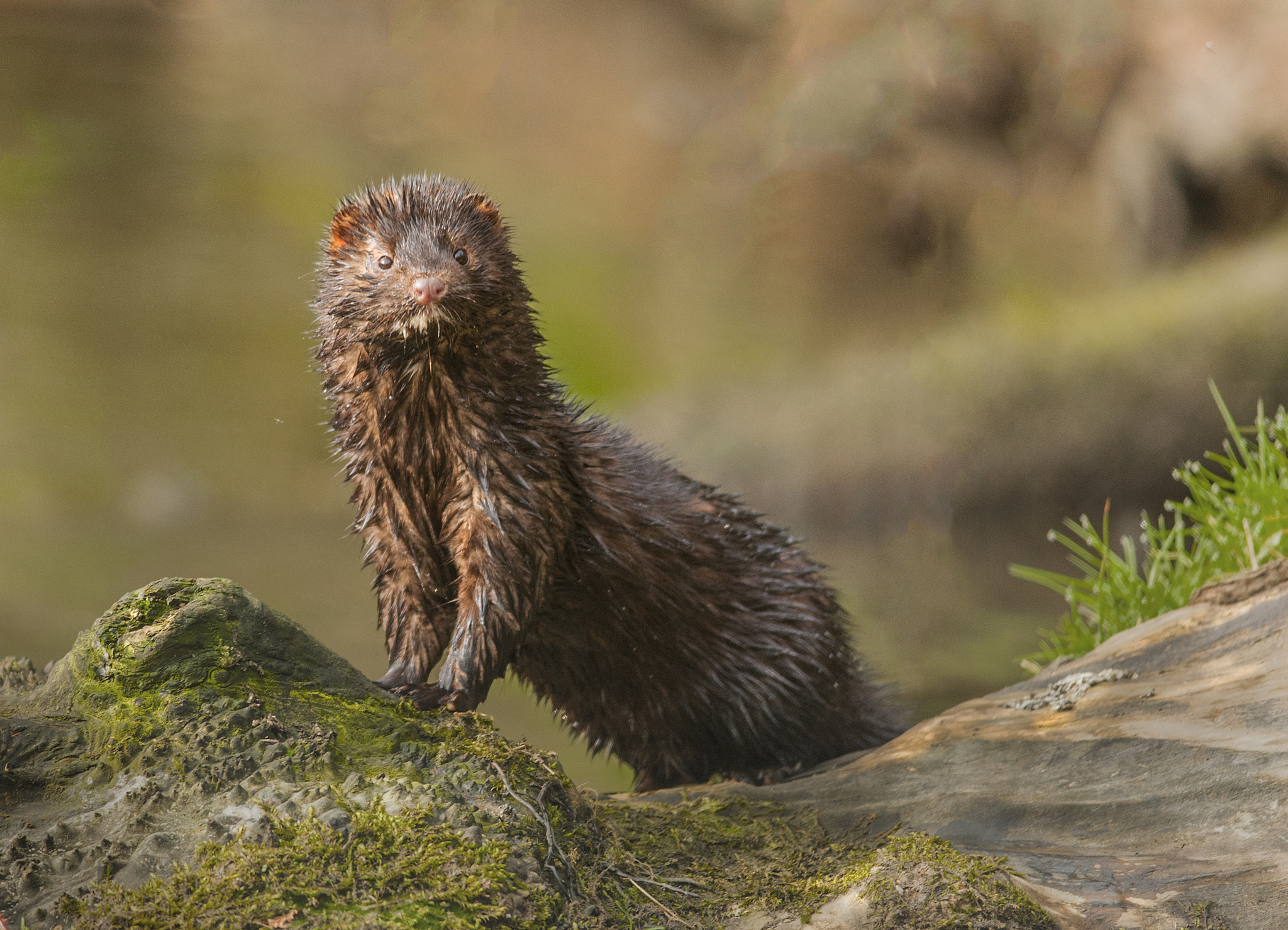 Nikon D300 + Nikon AF-S Nikkor 300mm F4D ED-IF sample photo. Mink photography