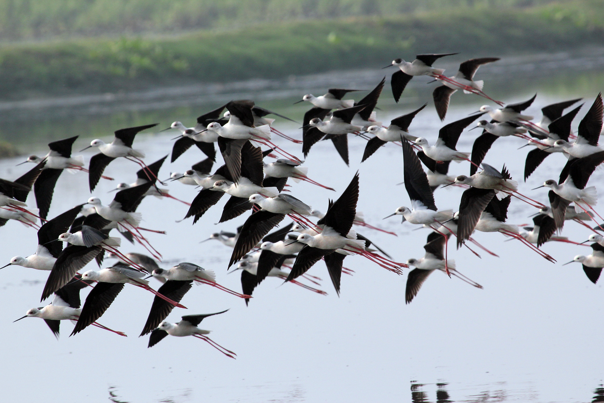 Canon EF 100-400mm F4.5-5.6L IS USM sample photo. Flock in flight photography