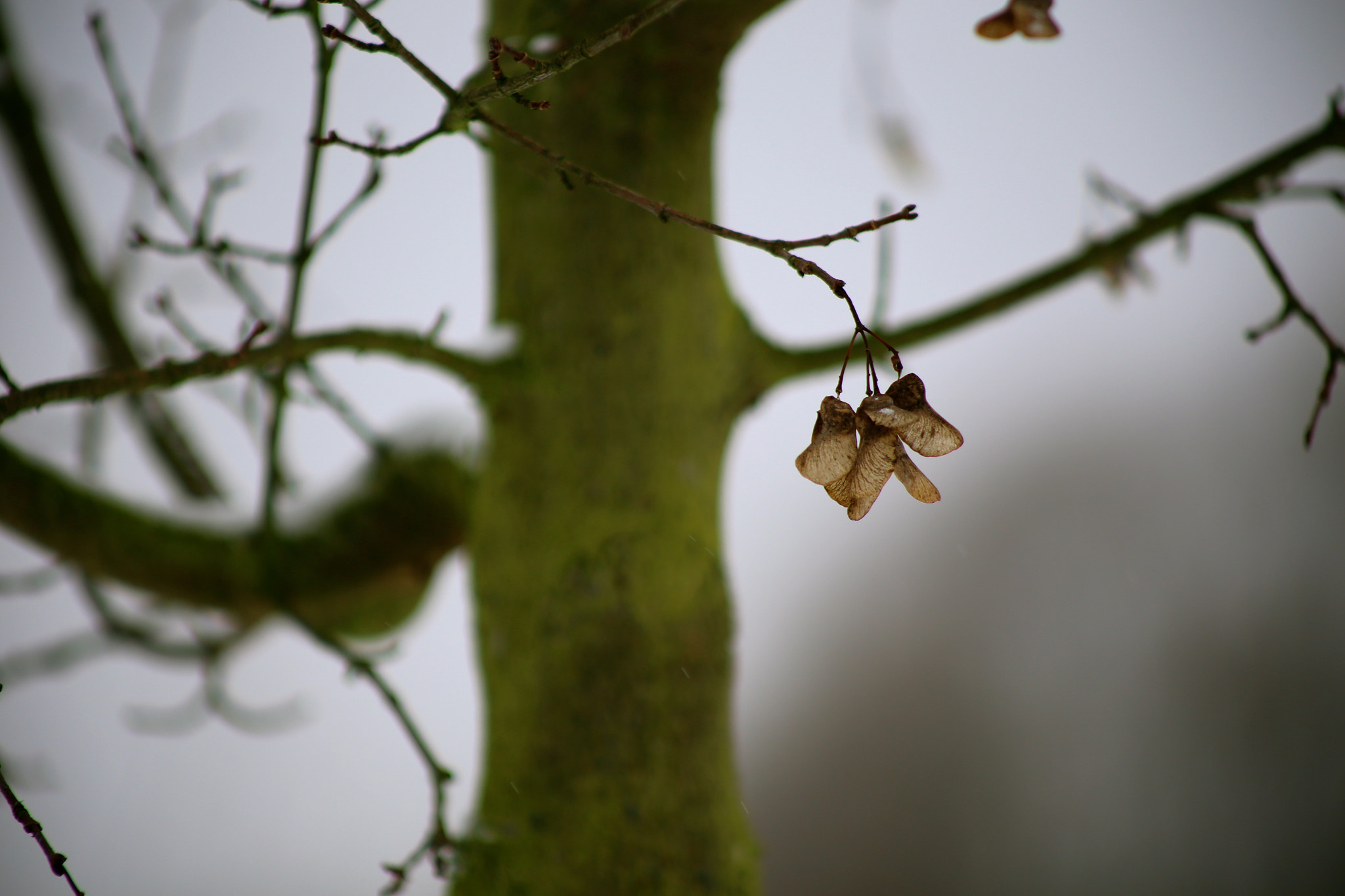Canon EF 75-300mm f/4-5.6 USM sample photo. Berlin-stadtrandsiedlung-malchow photography