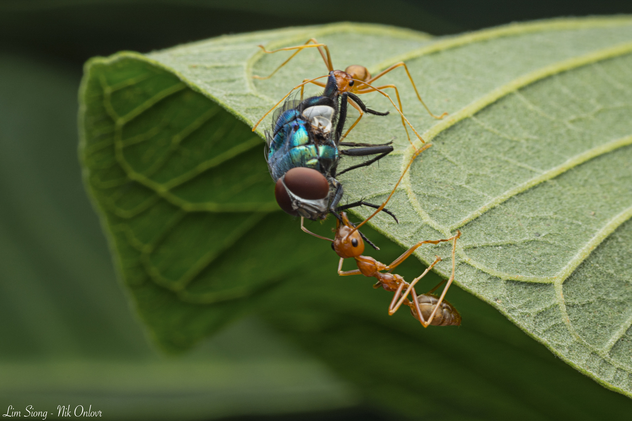 Sigma 70-300mm F4-5.6 APO DG Macro sample photo. Let's do it together photography