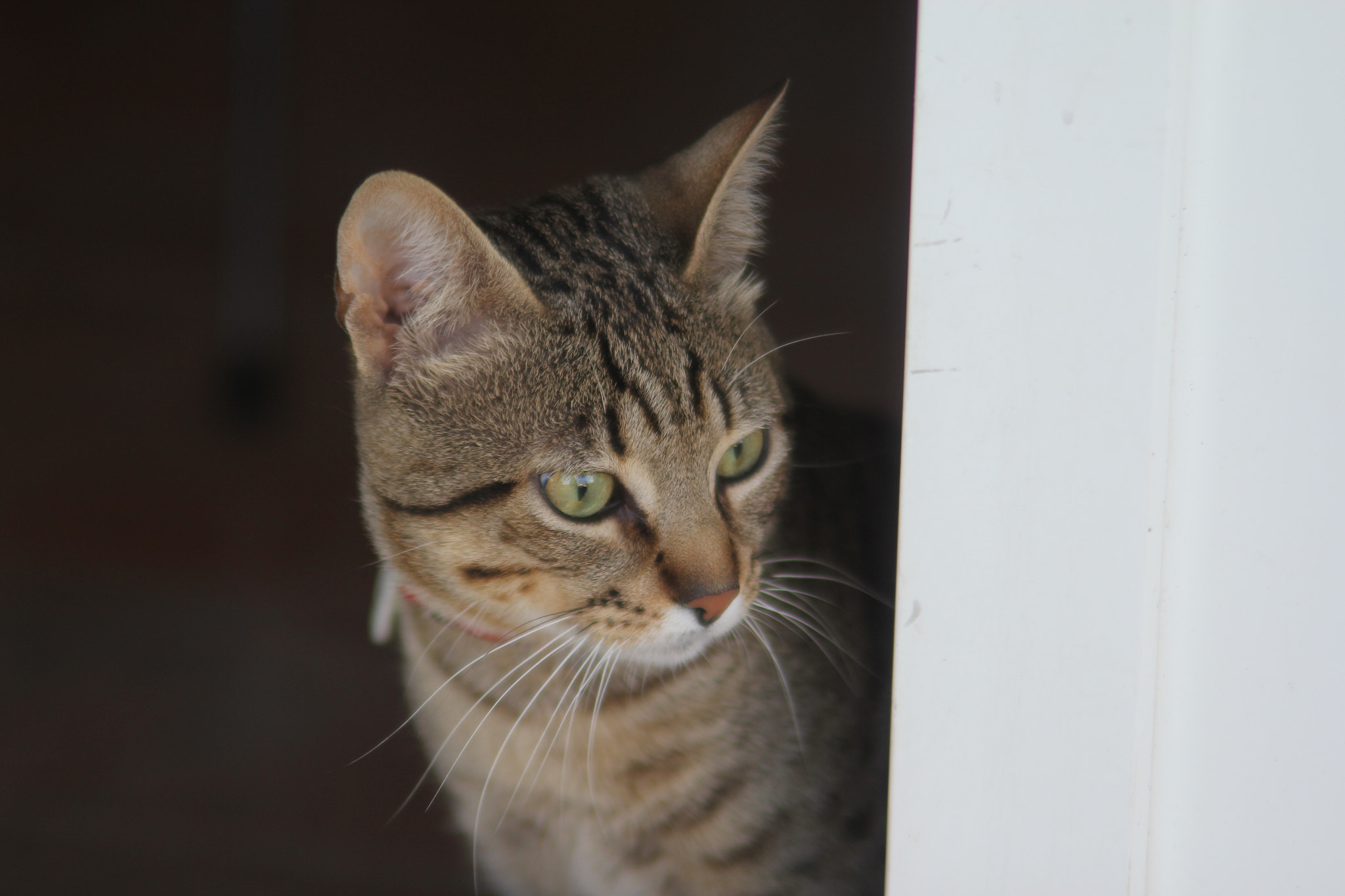 Tamron SP AF 28-105mm f/2.8 LD Aspherical IF sample photo. Img photography
