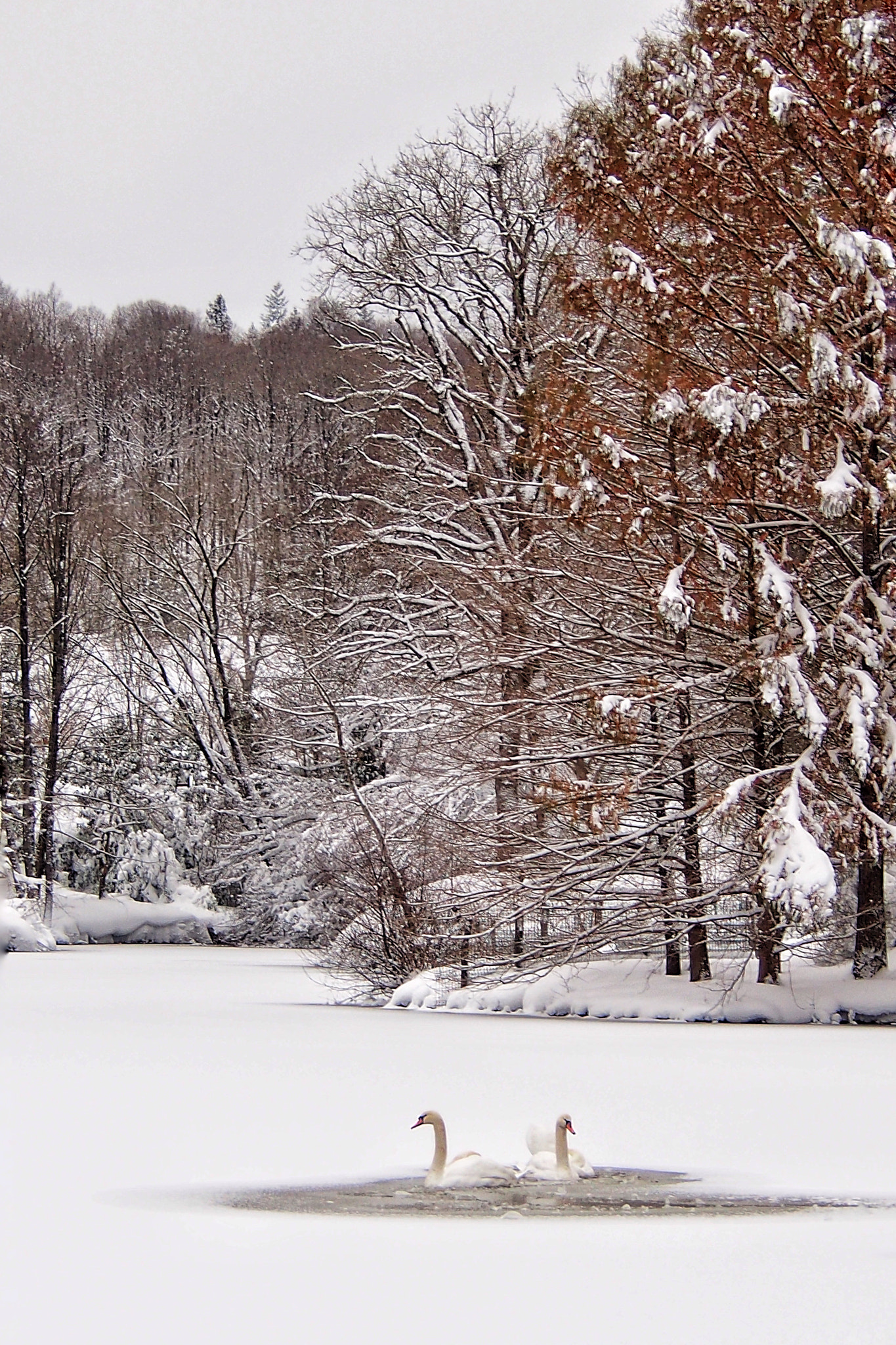 Olympus OM-D E-M5 sample photo. Arboretum under snow-ataturk arboretum/istanbul photography