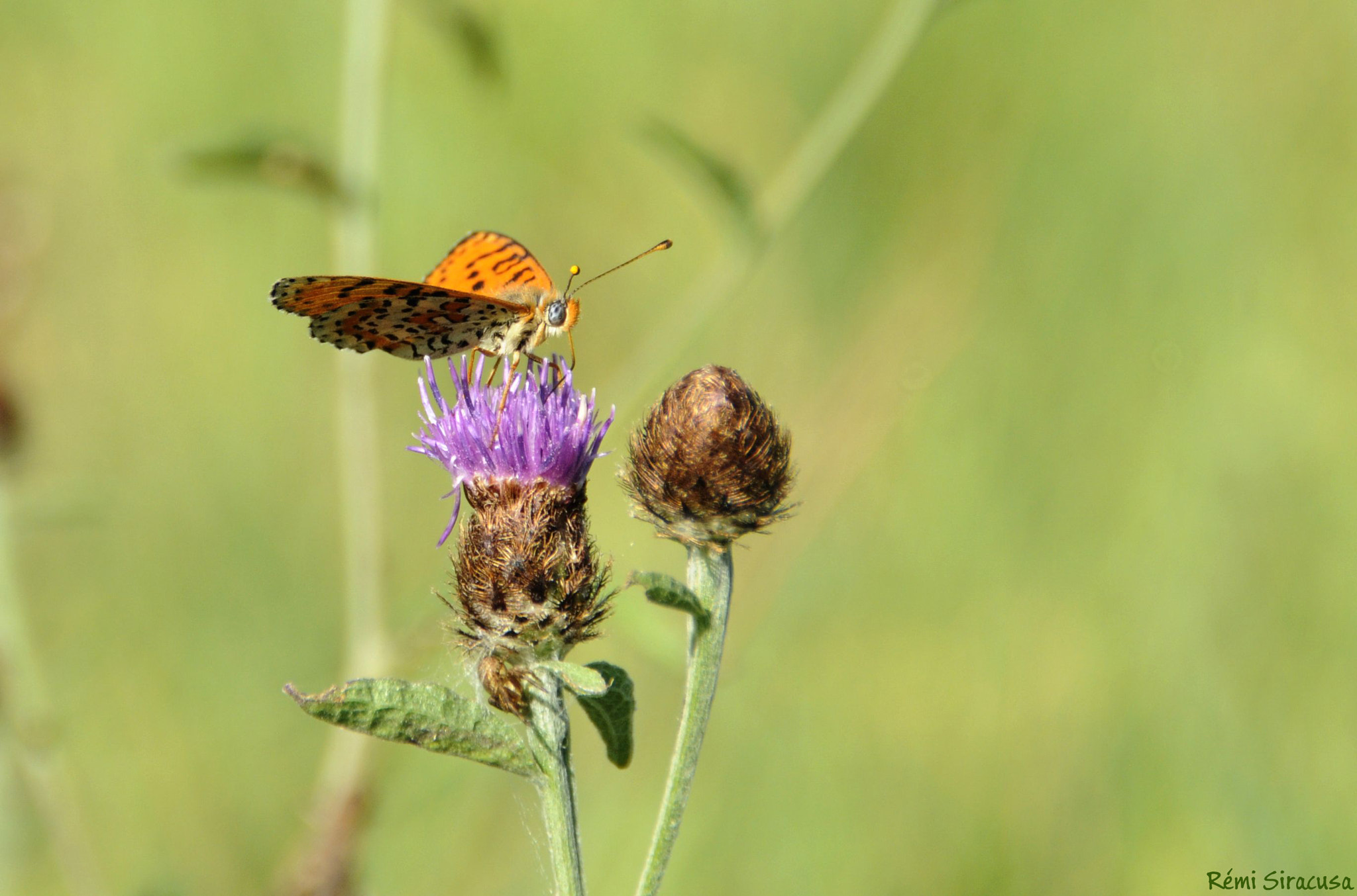 Nikon D300 sample photo. Melitaea didyma (mélitée orangée) photography