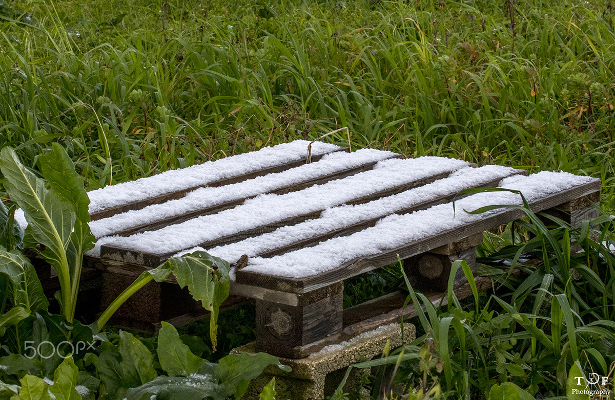 Nikon D500 sample photo