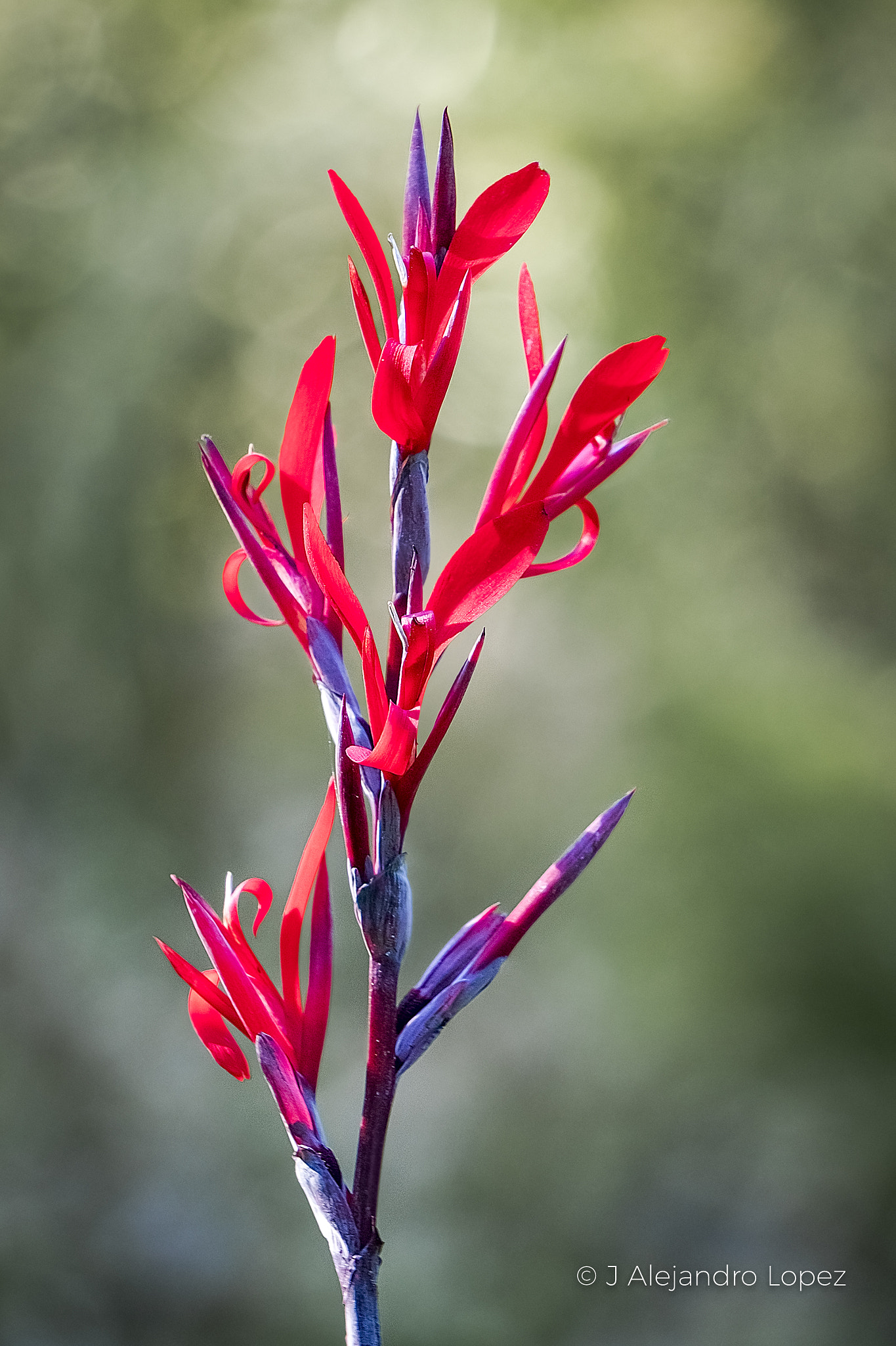 Sony a6300 + Sony E 55-210mm F4.5-6.3 OSS sample photo. Bells natural 2-2 photography