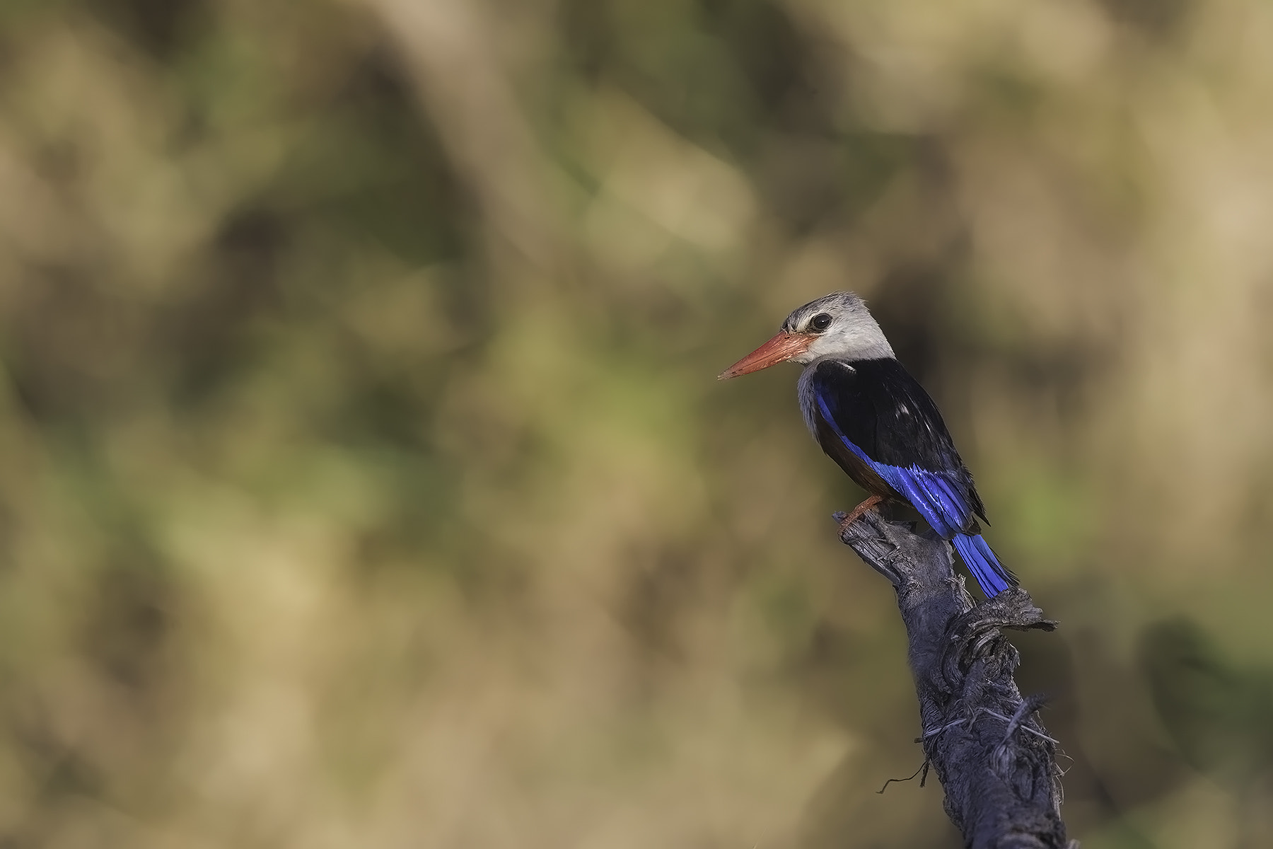 Canon EF 600mm F4L IS II USM sample photo. Kingfisher photography