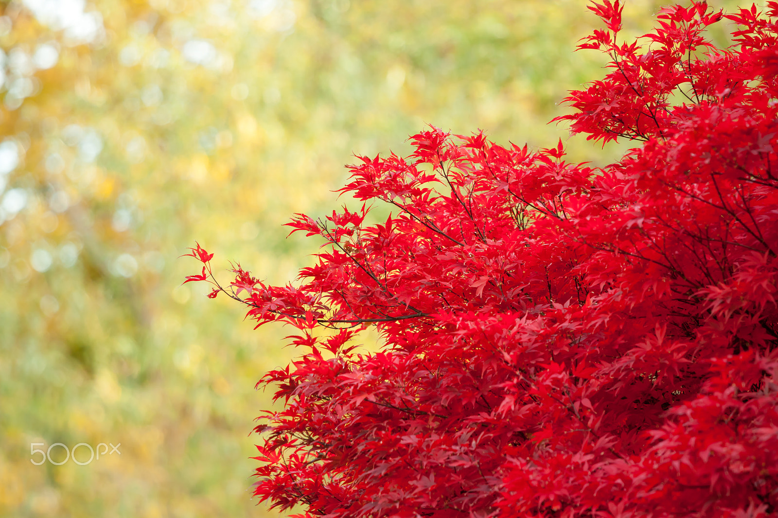 Canon EOS 500D (EOS Rebel T1i / EOS Kiss X3) + Canon EF 70-200mm F4L IS USM sample photo. Red maple tree photography