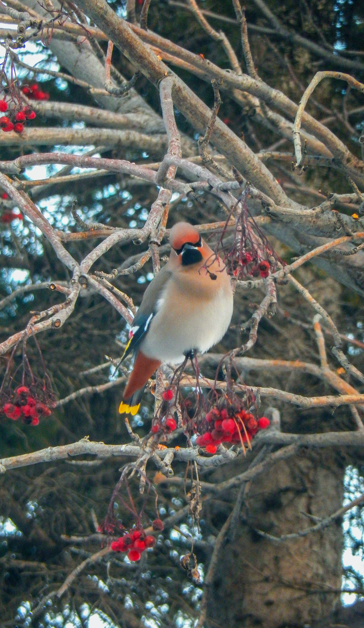 Nikon COOLPIX S9400 sample photo. Waxed tail photography