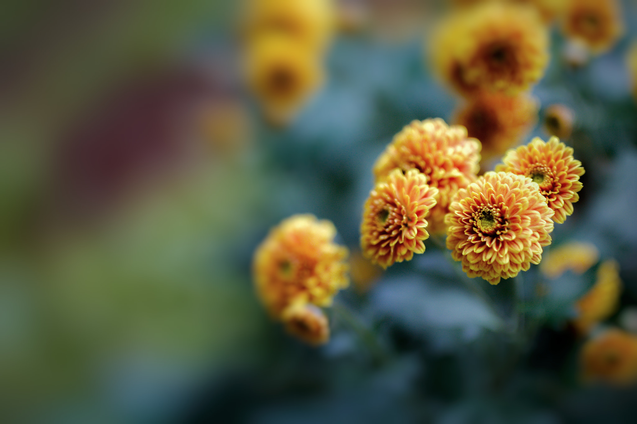 Sigma 50mm F1.4 EX DG HSM sample photo. 菊 photography