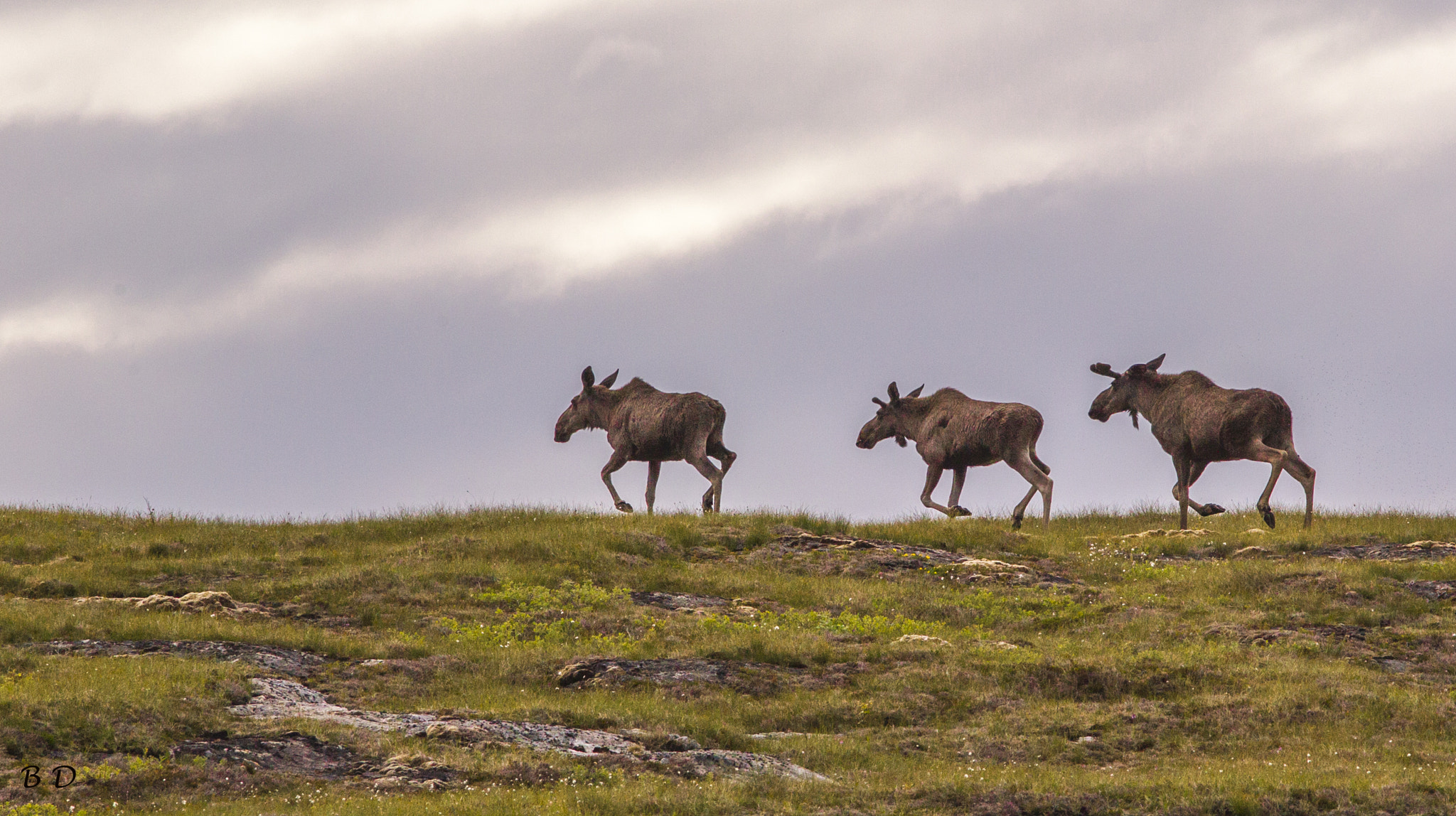 Canon EF 300mm F4L IS USM sample photo. Moose photography