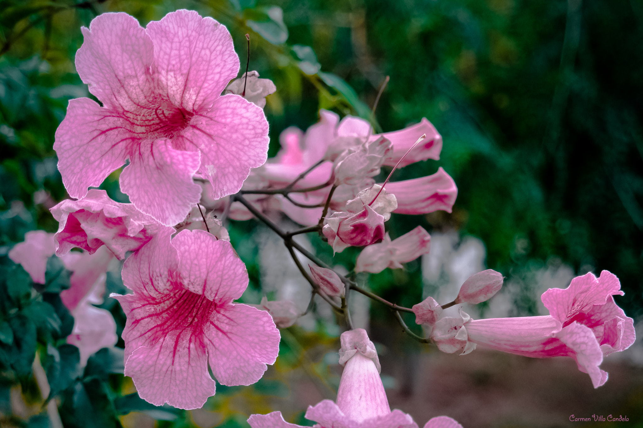 Samsung NX500 + Samsung NX 16-50mm F3.5-5.6 Power Zoom ED OIS sample photo. Alai photography