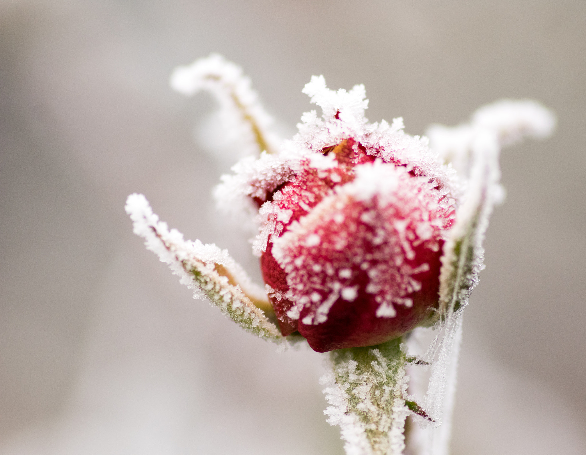 Pentax smc D-FA 100mm F2.8 Macro WR sample photo. Roseneis photography
