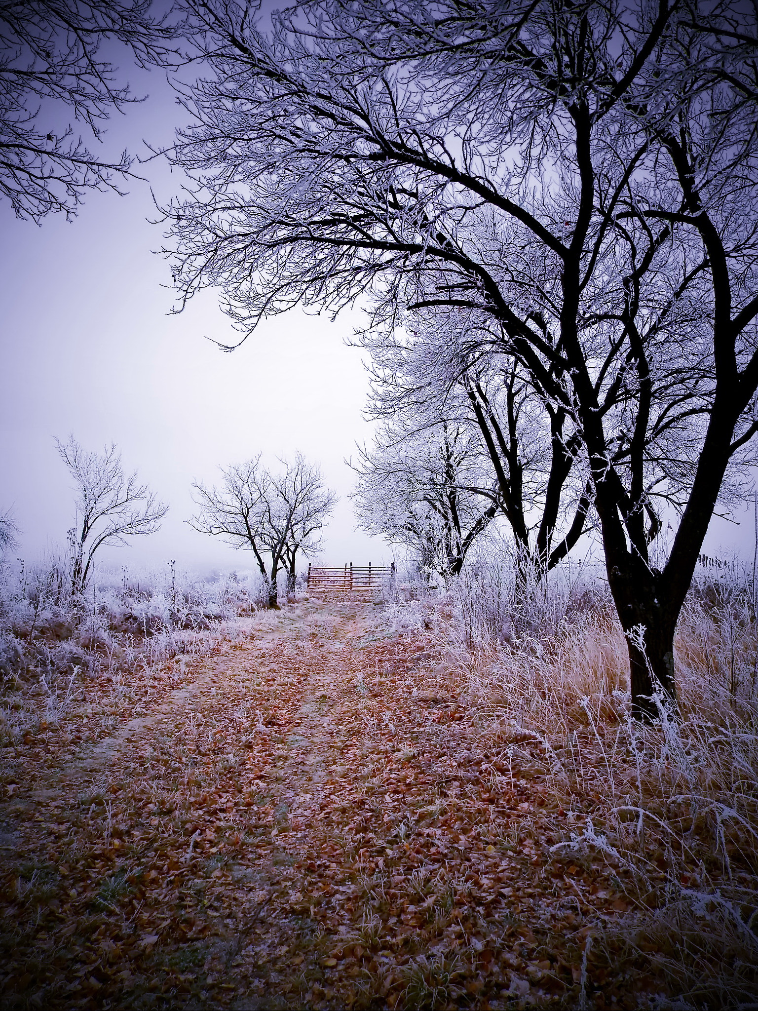 Olympus SP-620UZ sample photo. Winters day photography