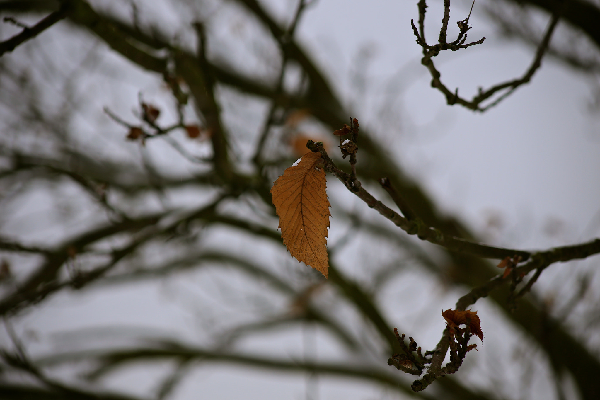Canon EF 75-300mm f/4-5.6 USM sample photo. Berlin-stadtrandsiedlung-malchow photography