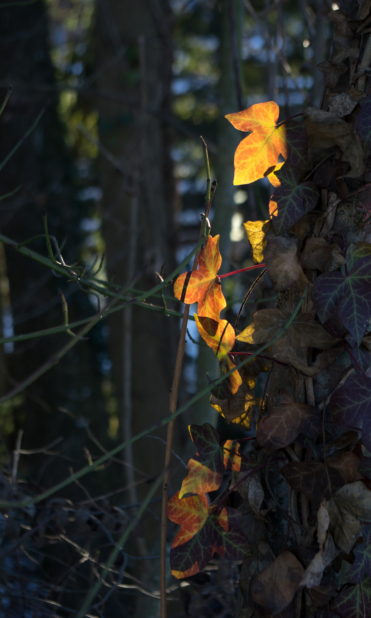 Pentax K-3 sample photo. Blätter photography