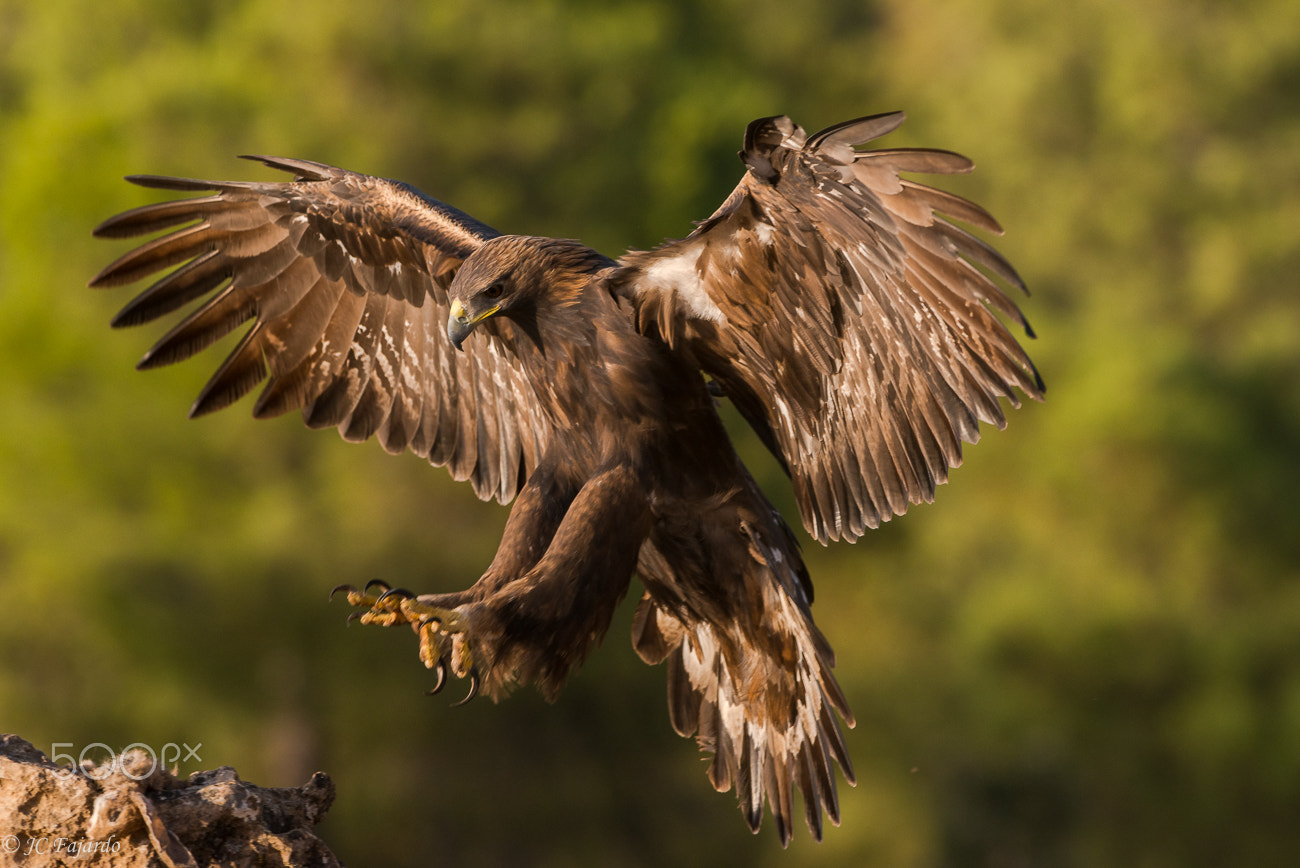 Nikon AF-S Nikkor 300mm F2.8G ED-IF VR sample photo. Fallen from heaven / caída del cielo photography