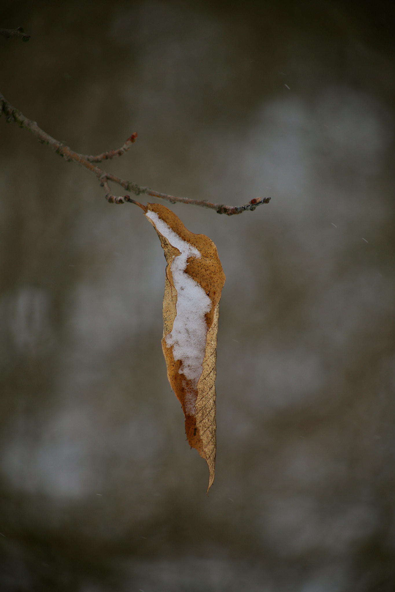 Canon EF 75-300mm f/4-5.6 USM sample photo. Berlin-stadtrandsiedlung-malchow photography