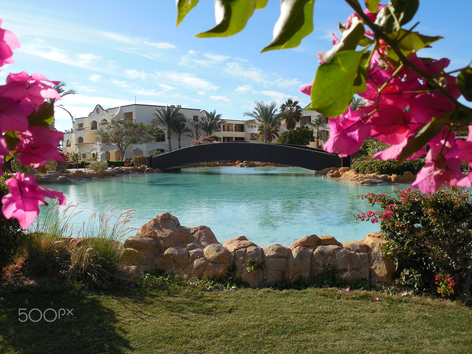 Nikon COOLPIX L620 sample photo. Pink flowers near blue pool photography