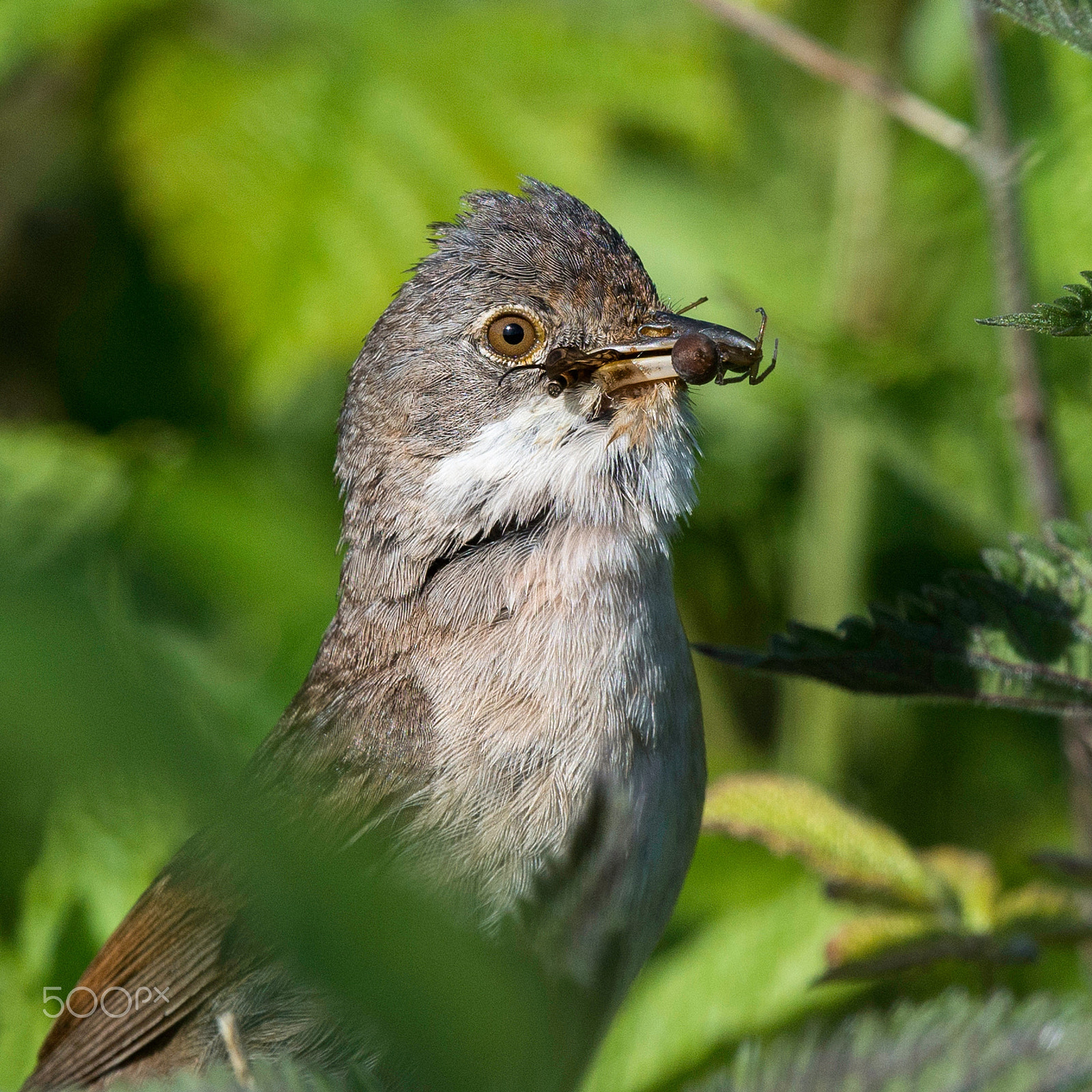 Nikon D800E + Nikon AF-S Nikkor 500mm F4G ED VR sample photo. Spiders for supper photography