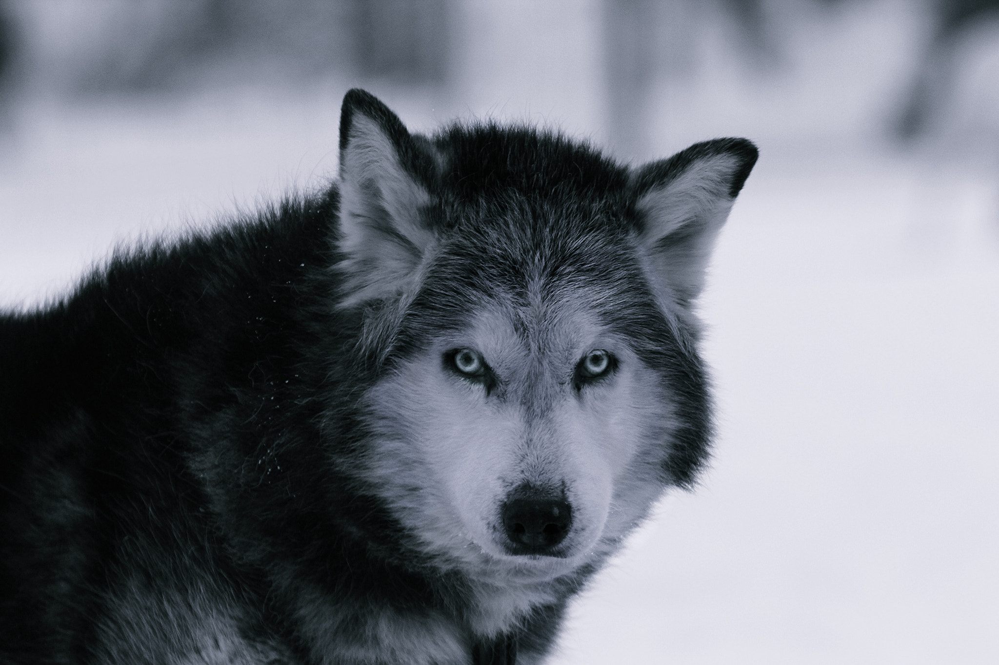 Canon EOS 60D sample photo. Blach and white dog photography