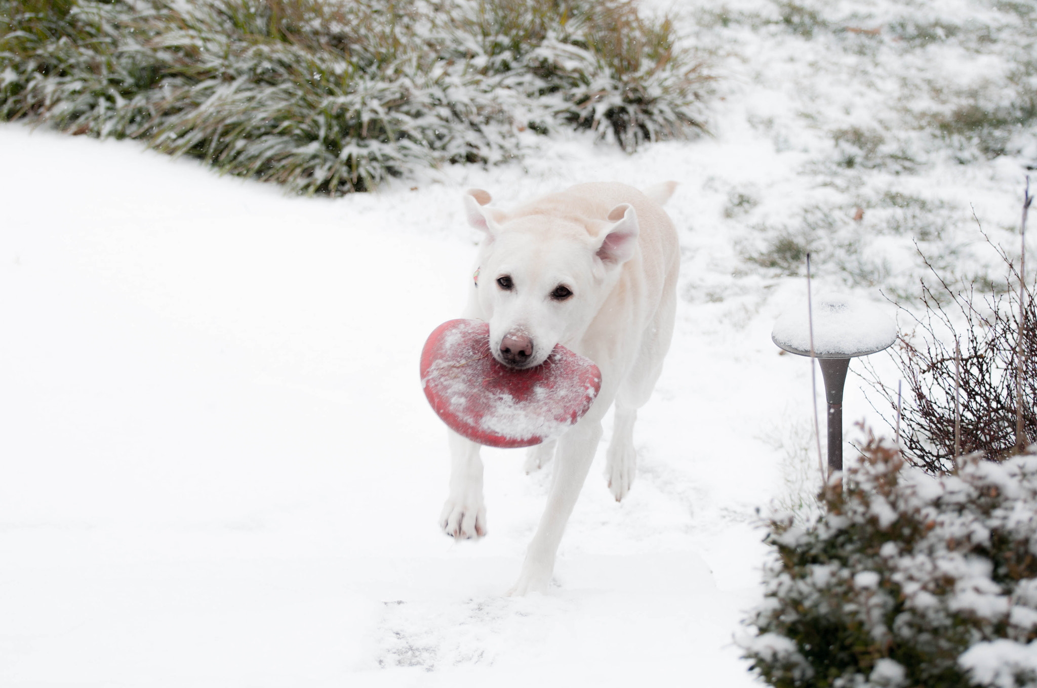 Nikon D300S sample photo. Dog running in the snow photography