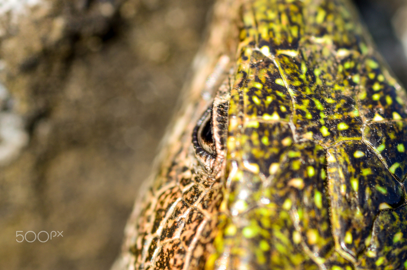 Nikon D3200 + Sigma 105mm F2.8 EX DG Macro sample photo. Lacerta viridis photography