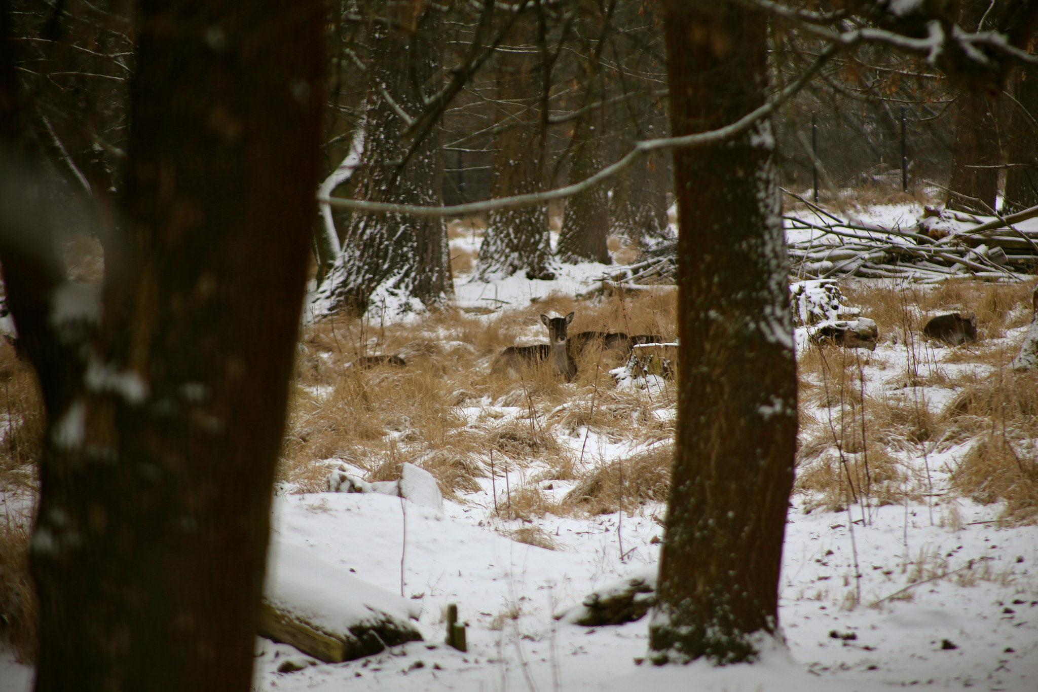 Canon EOS 6D + Canon EF 75-300mm f/4-5.6 USM sample photo. Berlin-stadtrandsiedlung-malchow photography