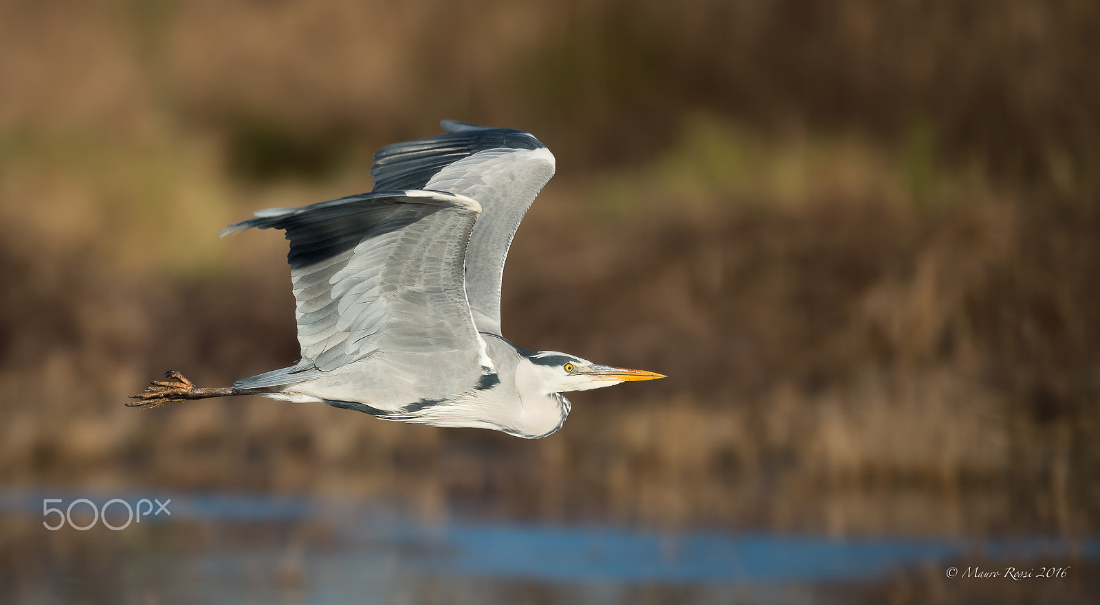 Nikon AF-S Nikkor 500mm F4E FL ED VR sample photo. Grey heron - airone cenerino. photography