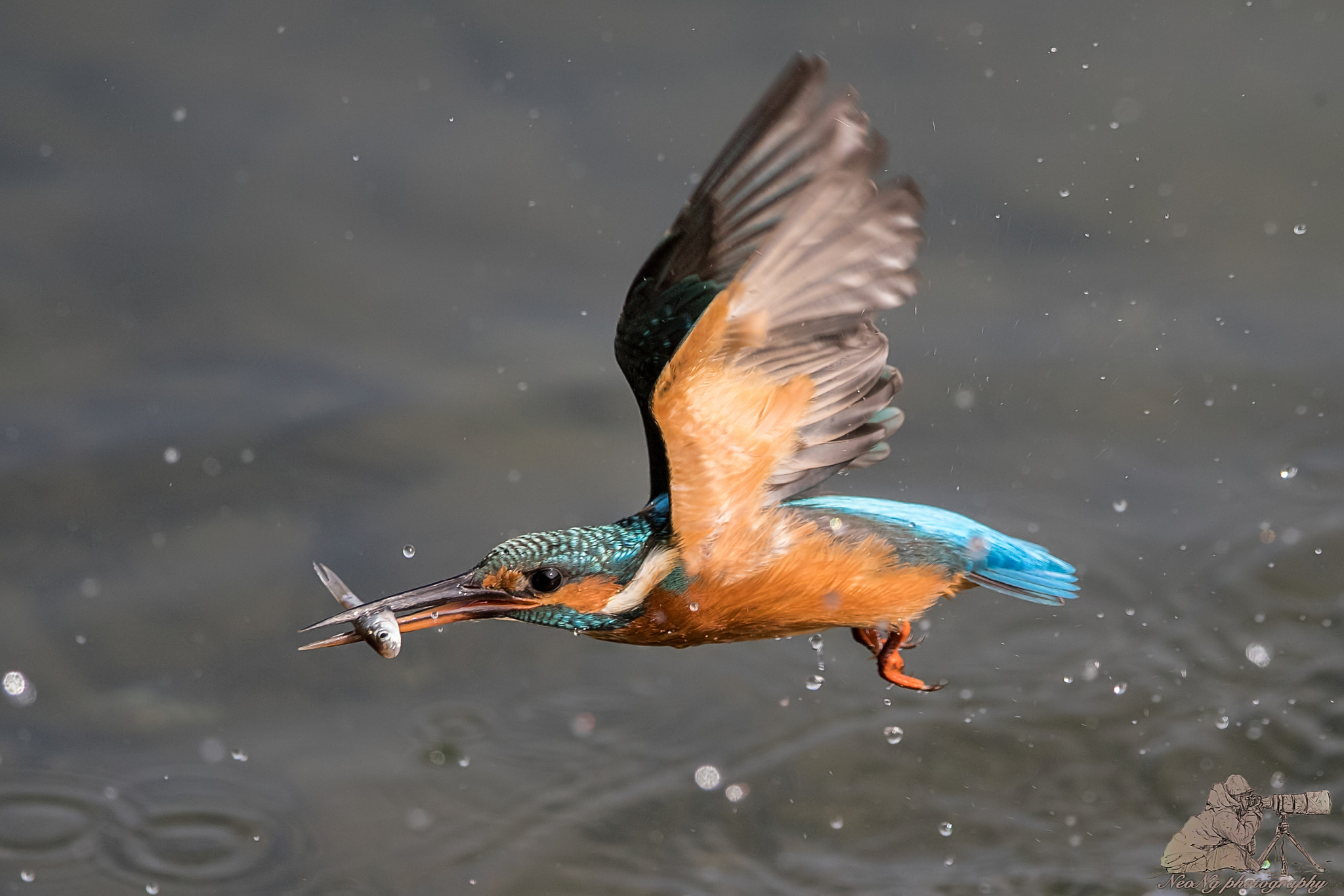 Canon EF 600mm F4L IS II USM sample photo. Filtered photography