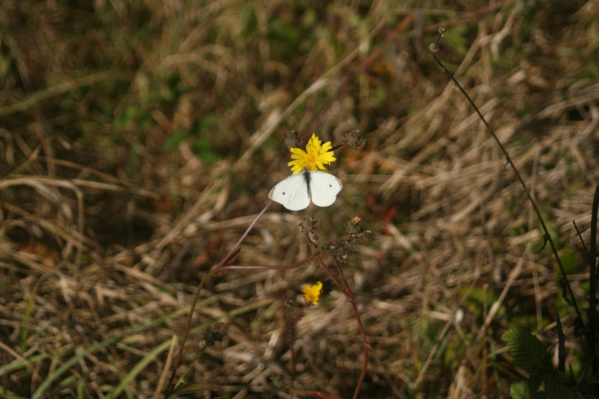 Canon EF 35-80mm f/4-5.6 sample photo. Img photography