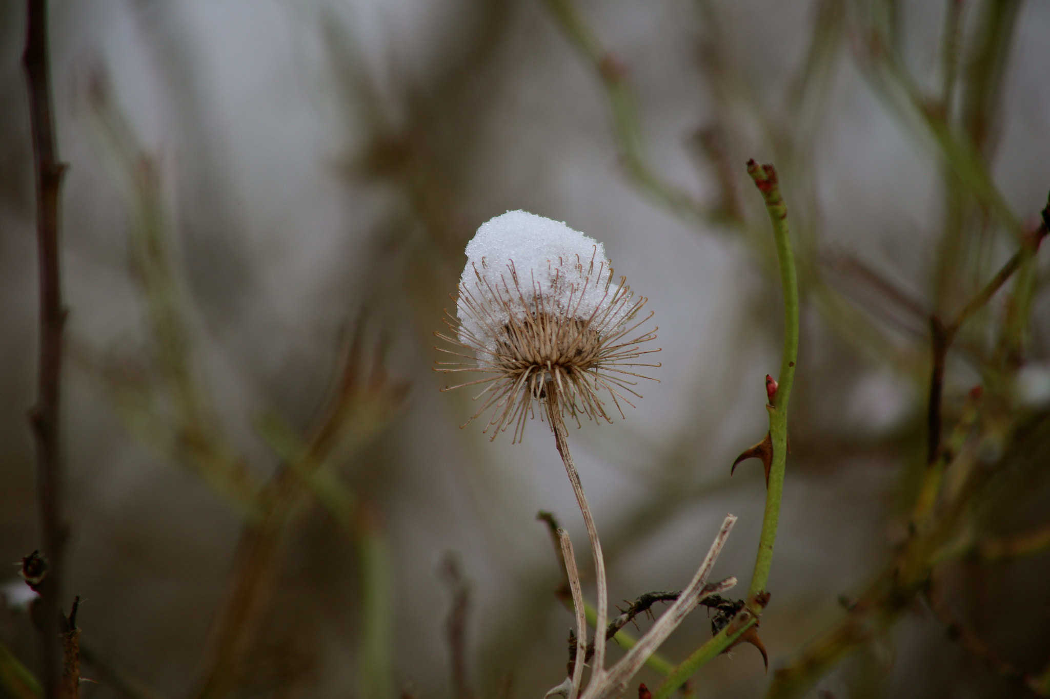 Canon EF 75-300mm f/4-5.6 USM sample photo. Berlin-stadtrandsiedlung-malchow photography