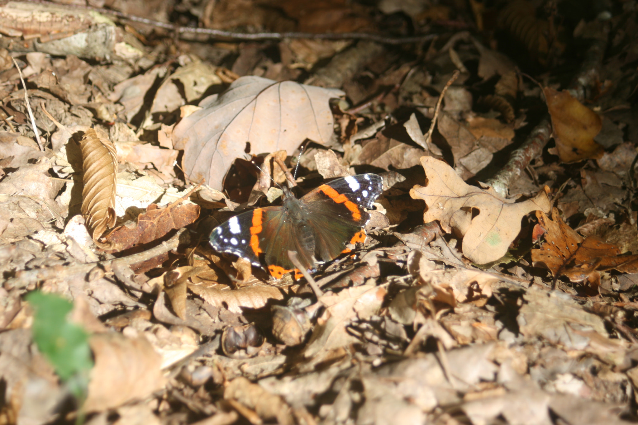 Canon EF 35-80mm f/4-5.6 sample photo. Img photography