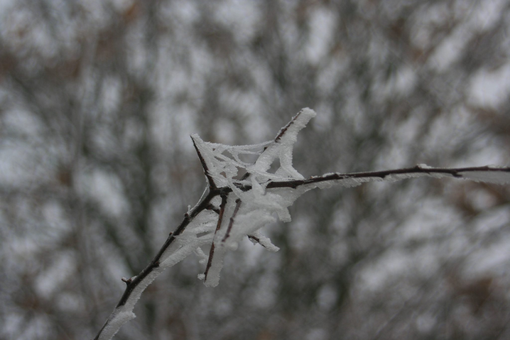 Canon EF 35-80mm f/4-5.6 sample photo. Img photography