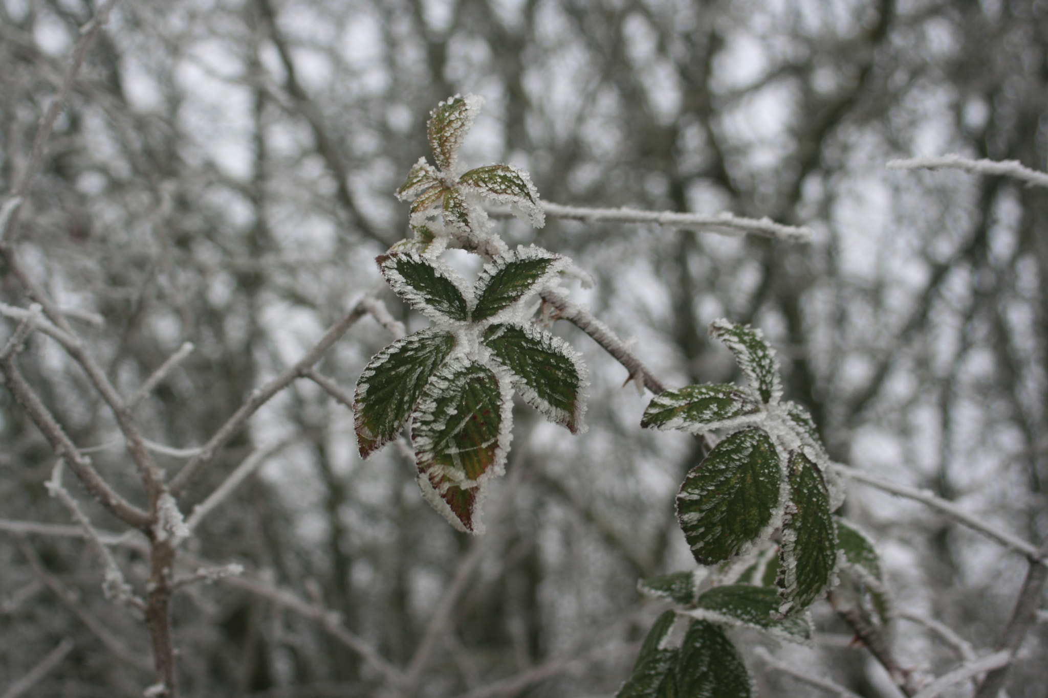 Canon EF 35-80mm f/4-5.6 sample photo. Img photography