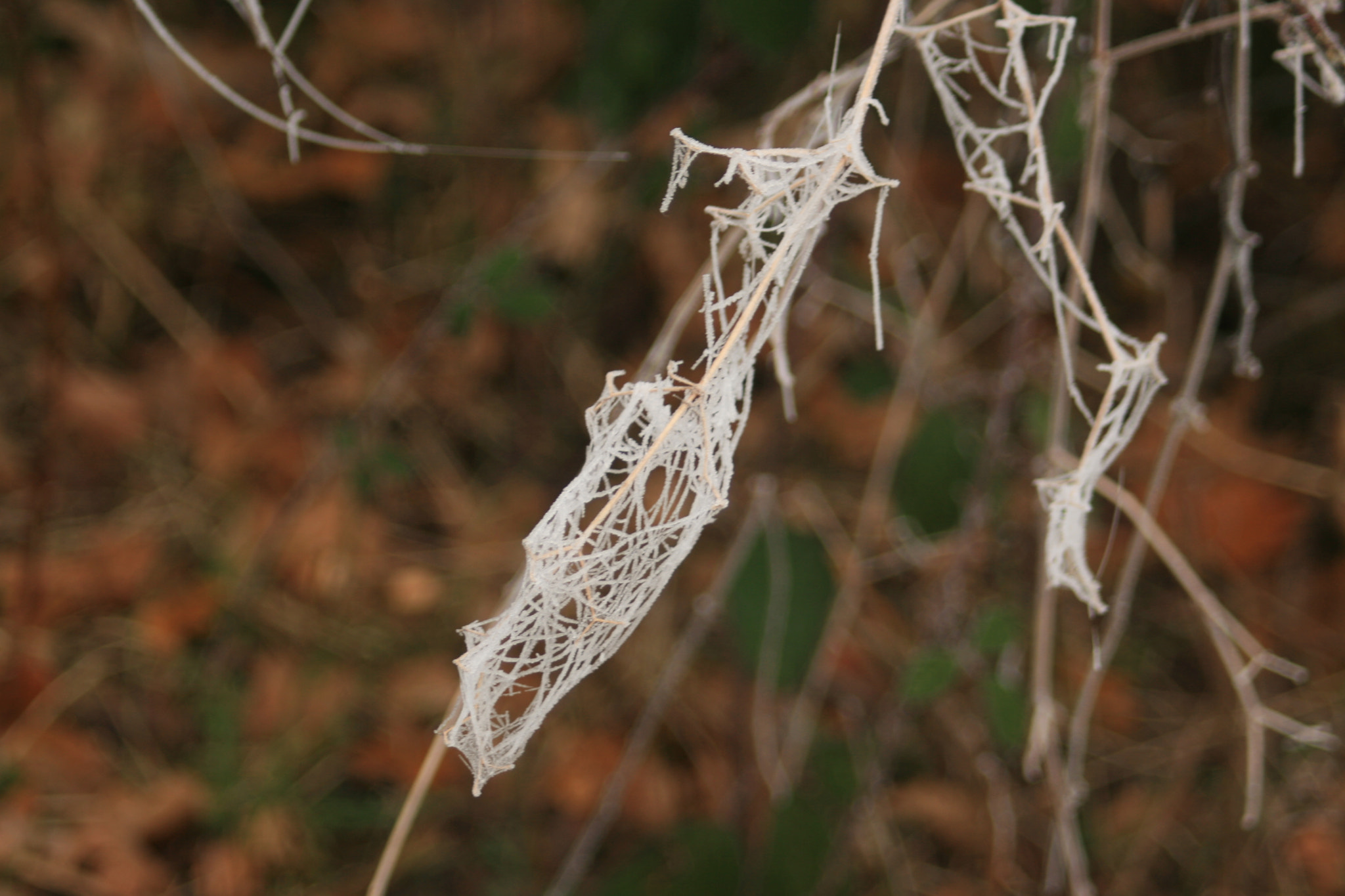 Canon EF 35-80mm f/4-5.6 sample photo. Img photography