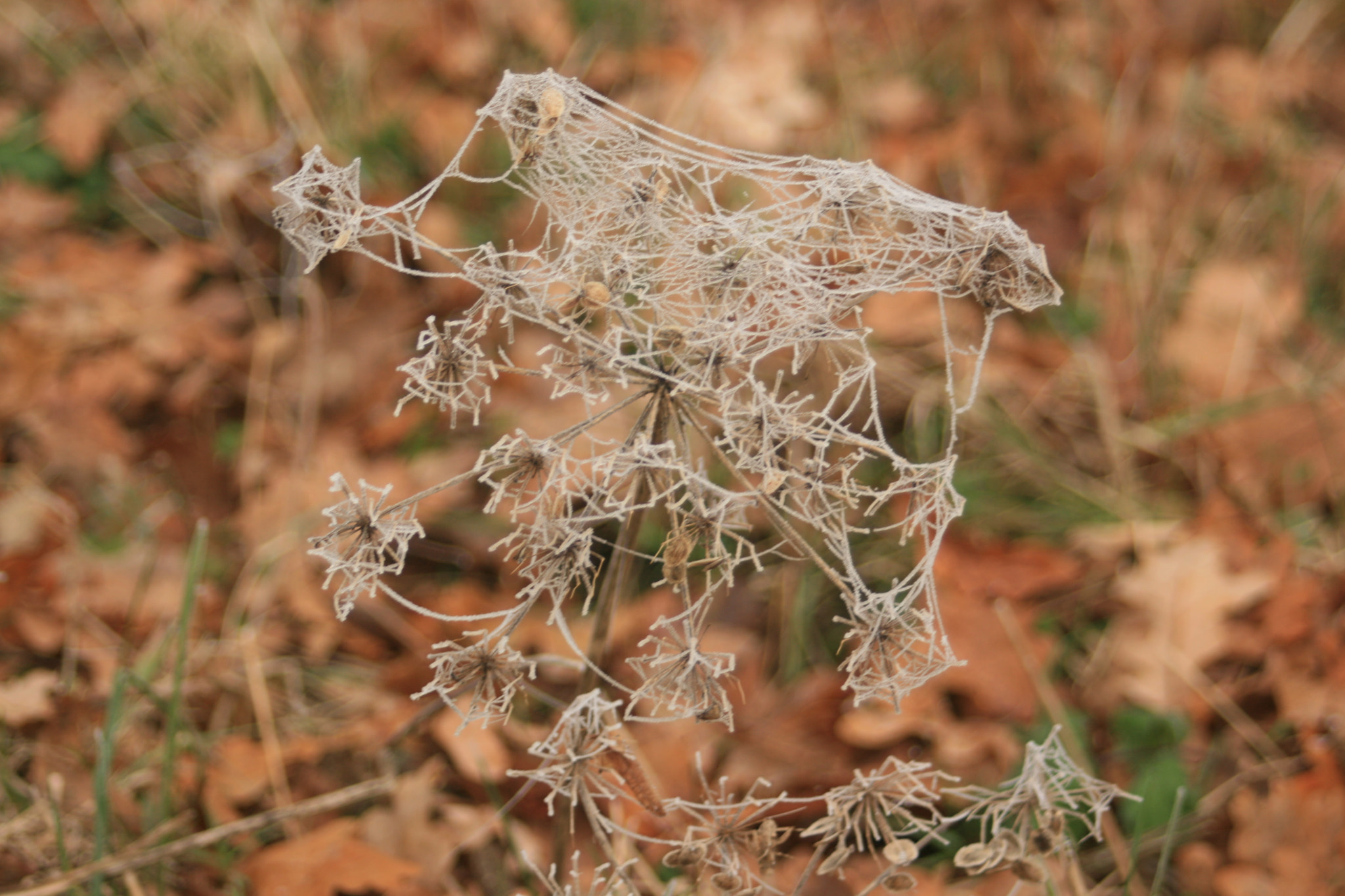 Canon EF 35-80mm f/4-5.6 sample photo. Img photography