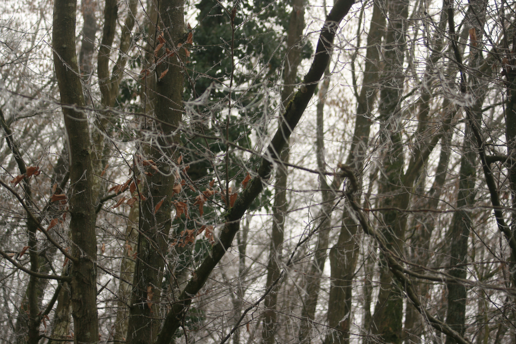 Canon EF 35-80mm f/4-5.6 sample photo. Img photography