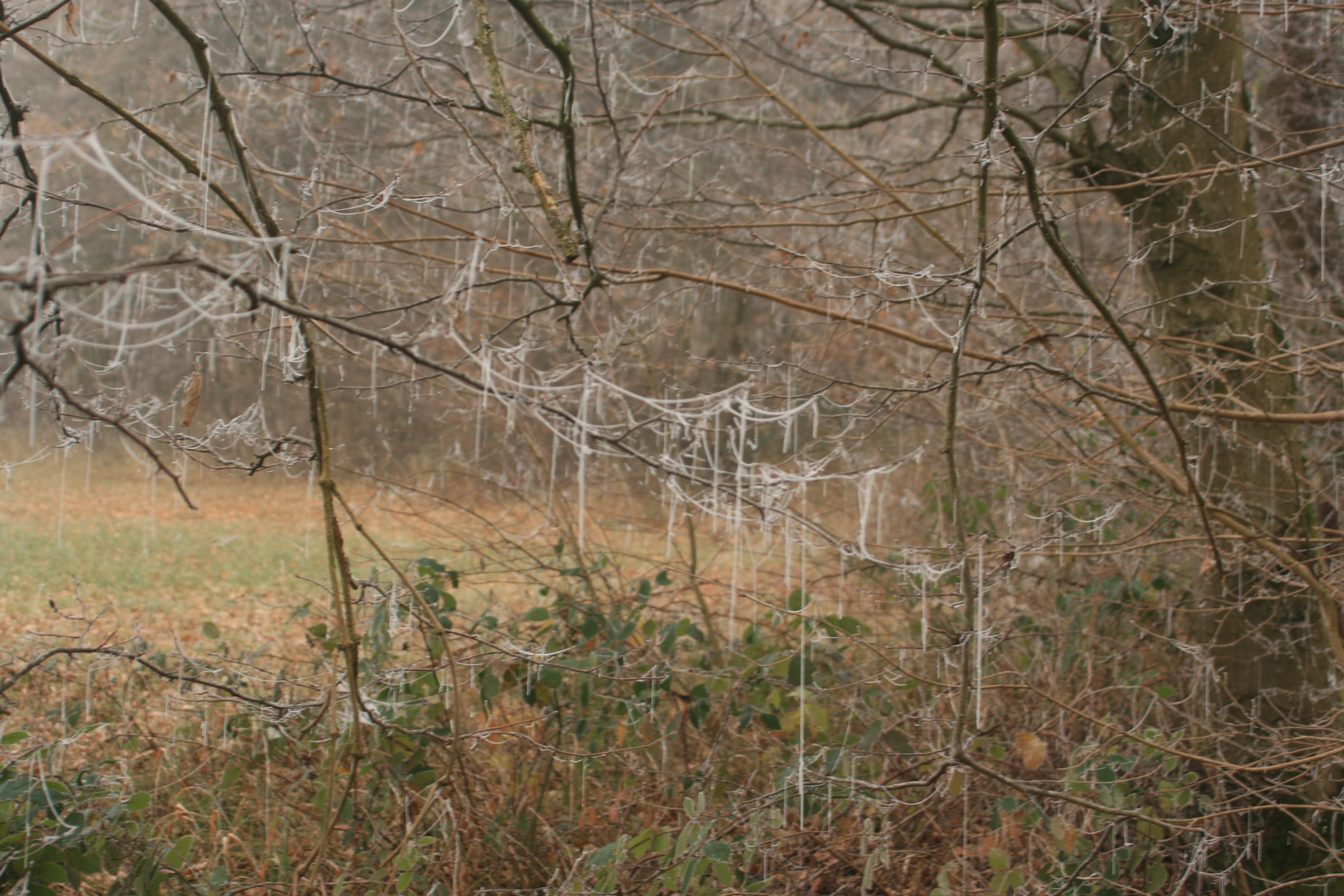 Canon EF 35-80mm f/4-5.6 sample photo. Img photography